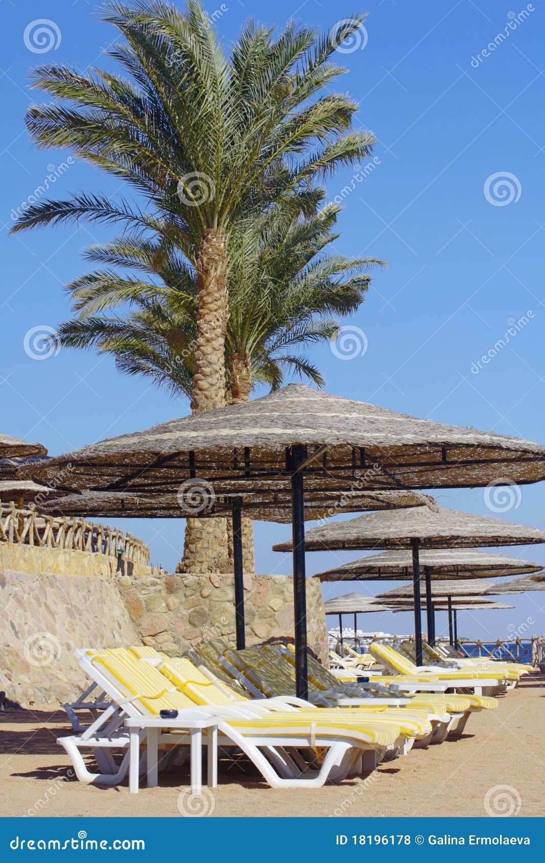 Umbrellas and Palm Trees on Beach Stock Photo Image of urban