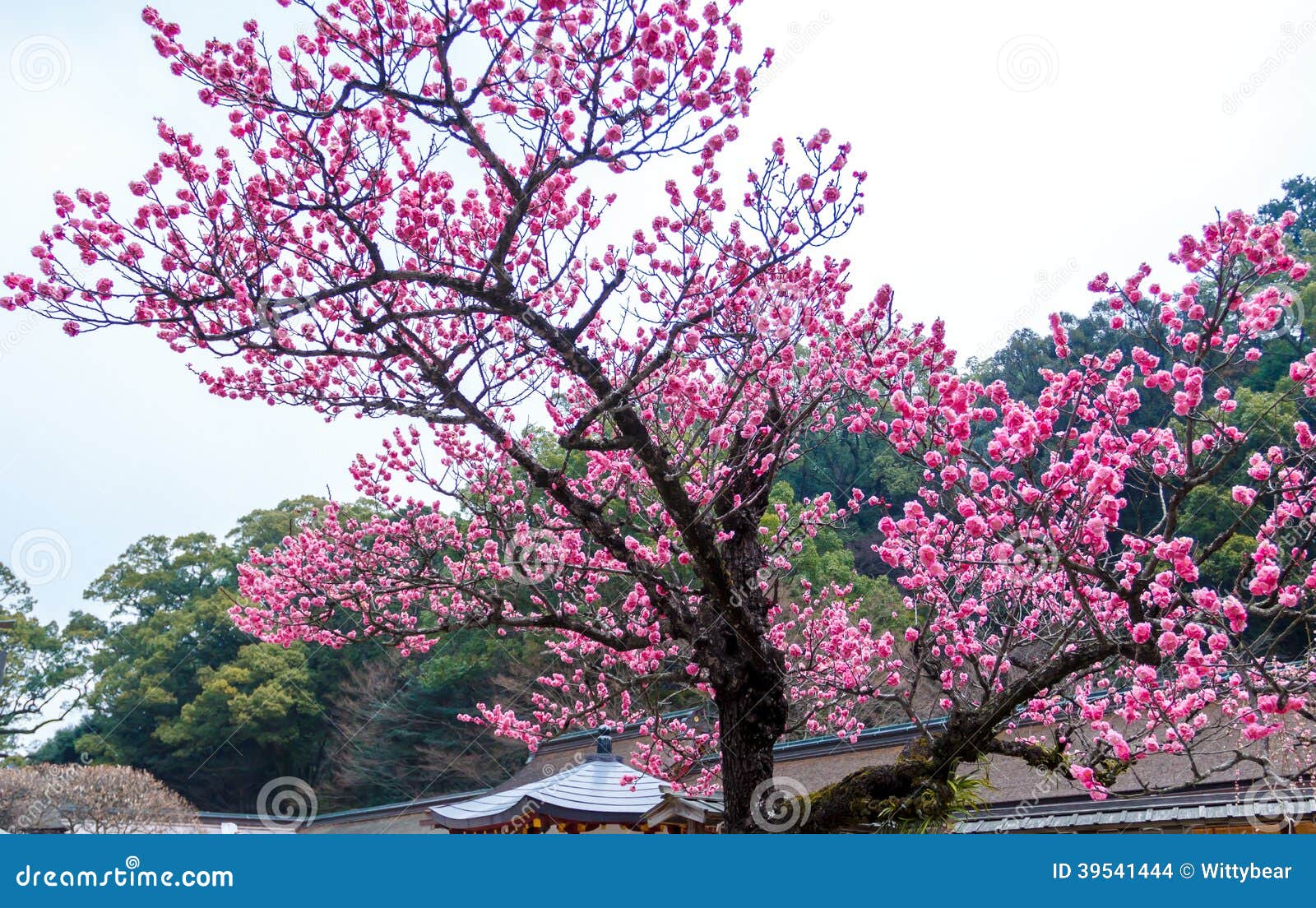 Ume flower in japan temple stock photo. Image of pink 39541444