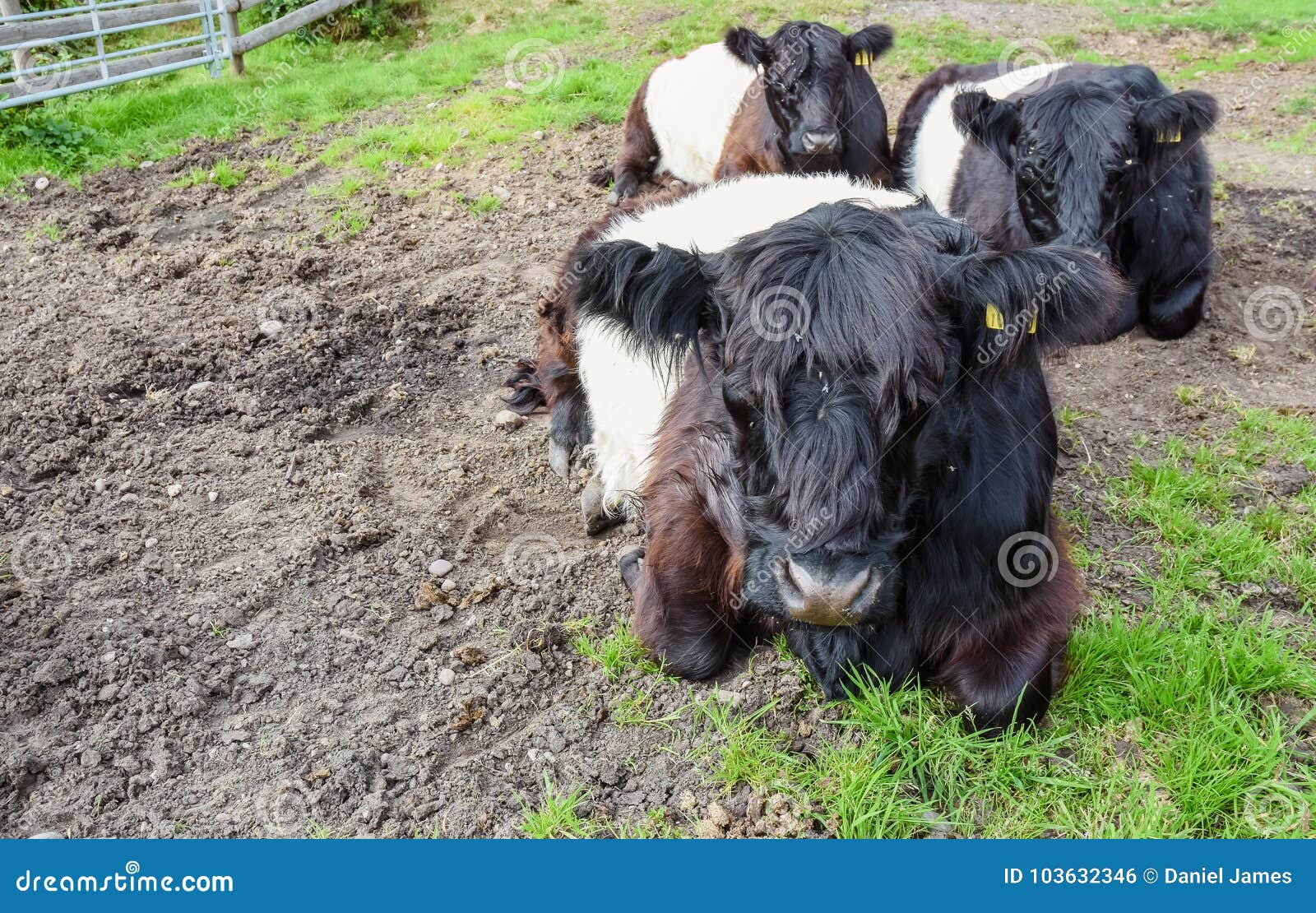Umgeschnalltes Galloway-Vieh, Cannock-Verfolgung. Einiges des umgeschnallten Galloway-Viehs, das auf Cannock-Verfolgungs-Bereich der hervorragenden Naturschönheit eingeführt worden sind, um die Landschaft weiden zu lassen und zu handhaben