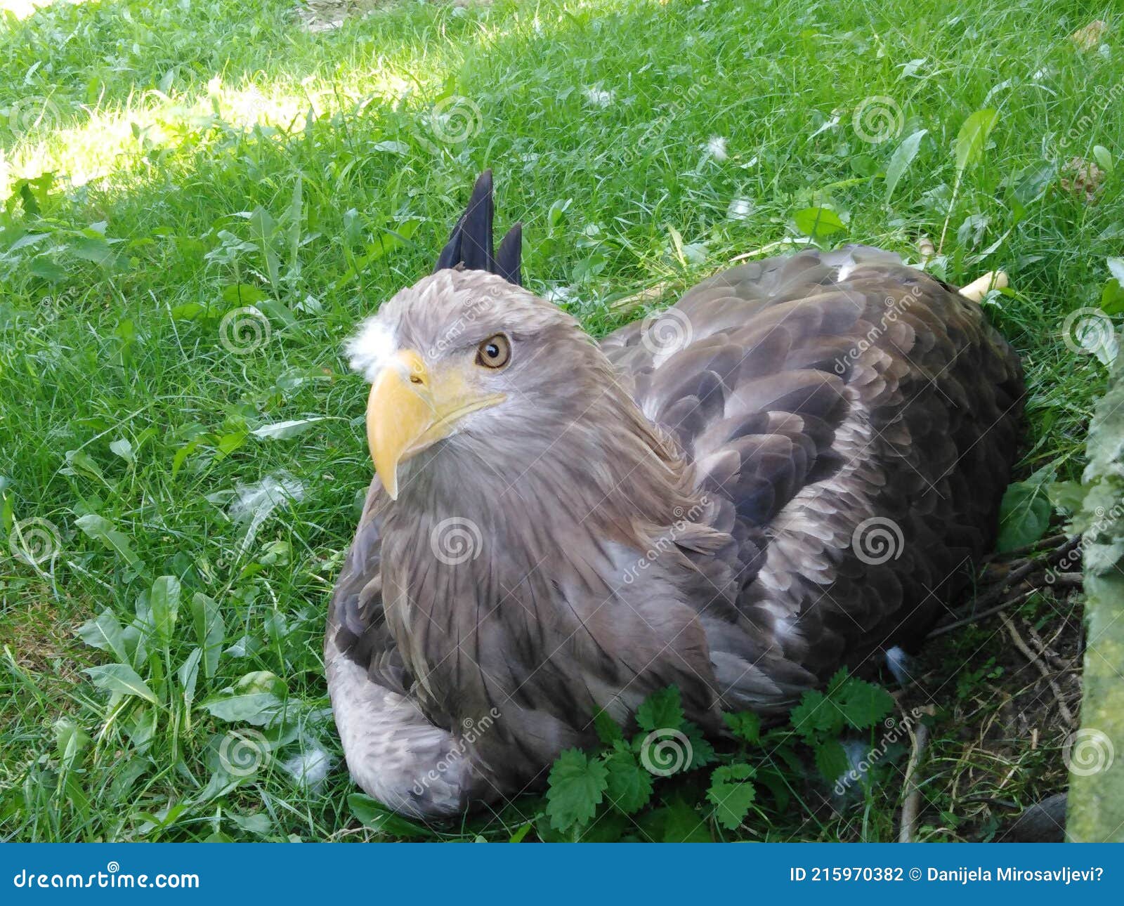 Un águila poderosa foto de archivo. Imagen de pico, fauna - 215970382