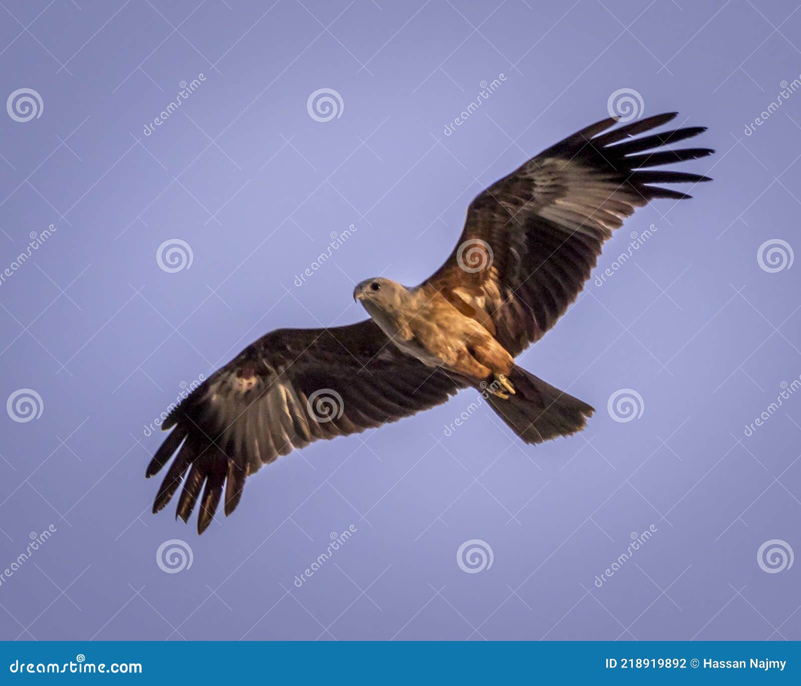 Un águila Volando En El Cielo Foto de archivo - Imagen de pico, codornices:  218919892