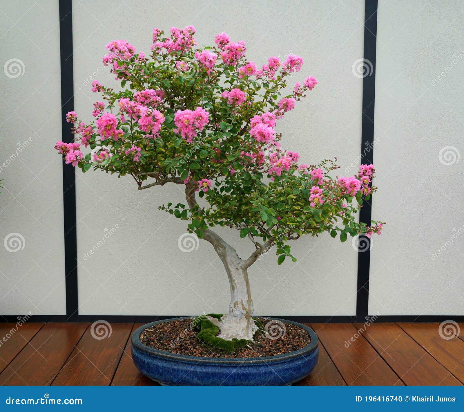 Un árbol Bonsai Con Flores Rosa Claro Foto de archivo - Imagen de viejo,  flores: 196416740