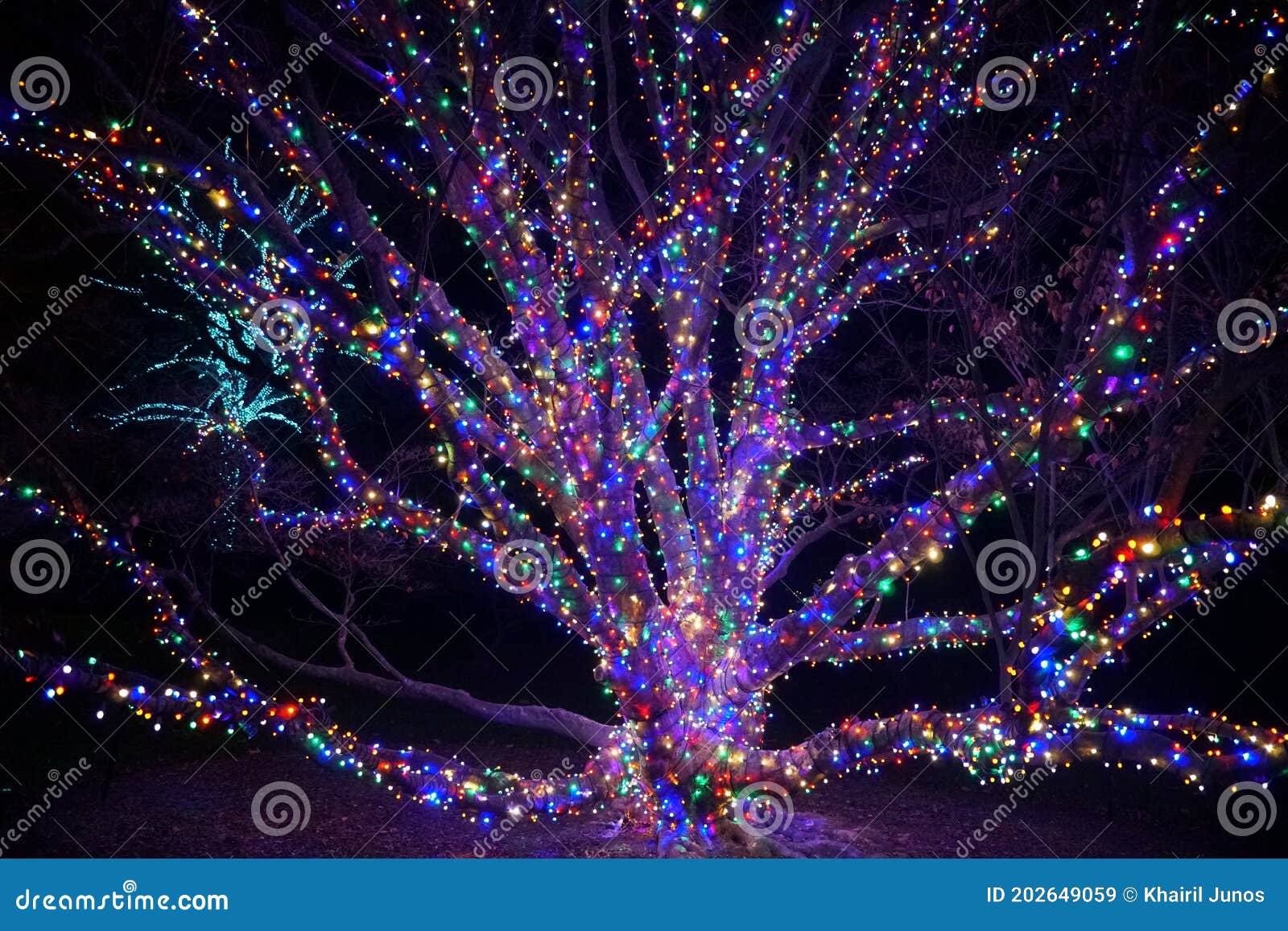 Un árbol Con Ramas Decoradas Con Luces De Colores Imagen de archivo -  Imagen de luces, ramificaciones: 202649059