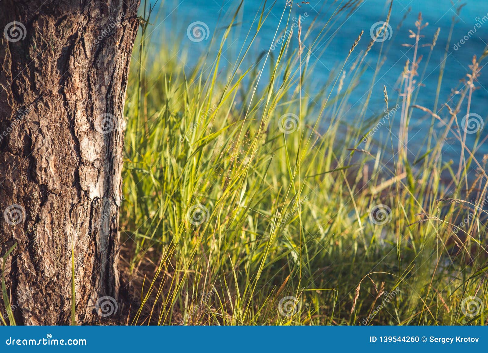 Un árbol De Pino Que Crece Al Lado De Una Orilla Del Río Por Completo De La  Hierba Sobre Tiro Del Primer Del Fondo Del Agua Azul Foto de archivo -  Imagen
