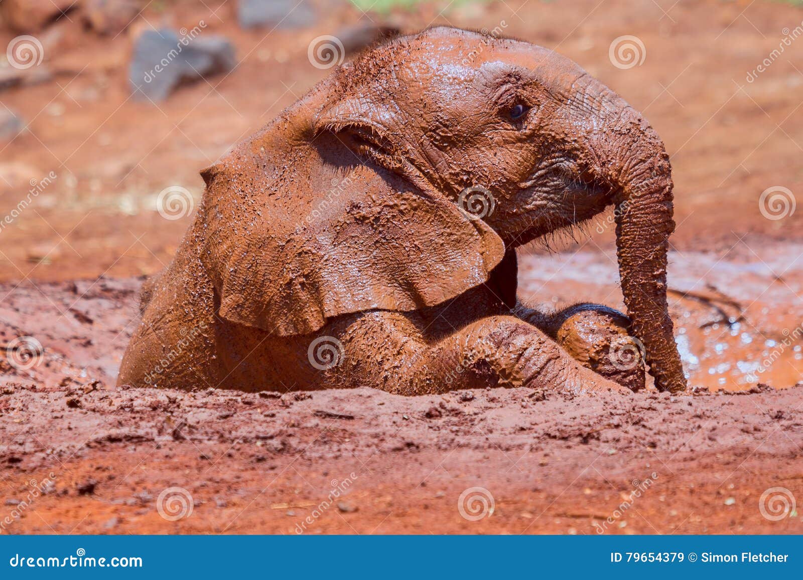 Un Elephant Africain De Bebe A L Air Triste Prenant Bath De Boue Image Stock Image Du Endangered Visage Un Elephant Africain De Bebe A L Air Triste Prenant Bath De Boue Image Stock Image Du Endangered Visage