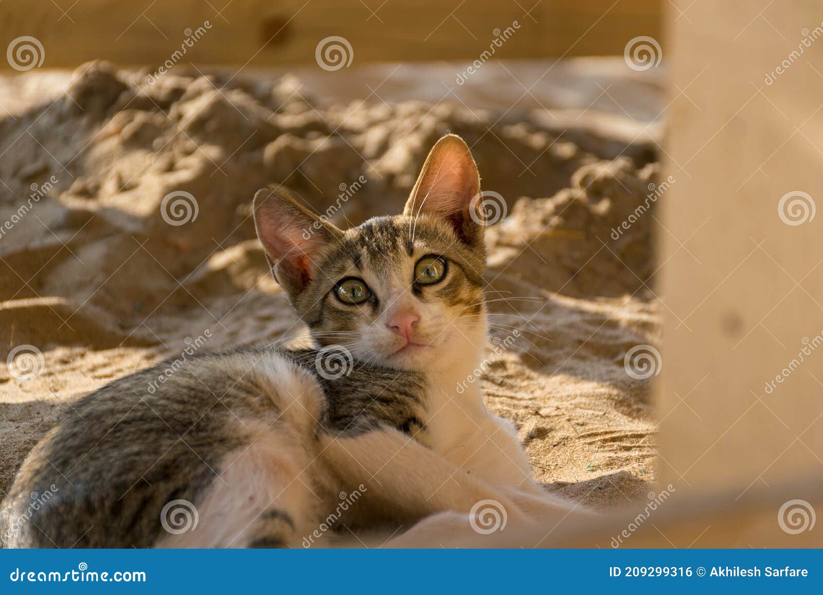 Un Adorable Chat Domestique Gris Et Blanc Allonge Dans Le Sable Sur Une Plage Et Fixant La Camera Photo Stock Image Du Carnivore Domestique