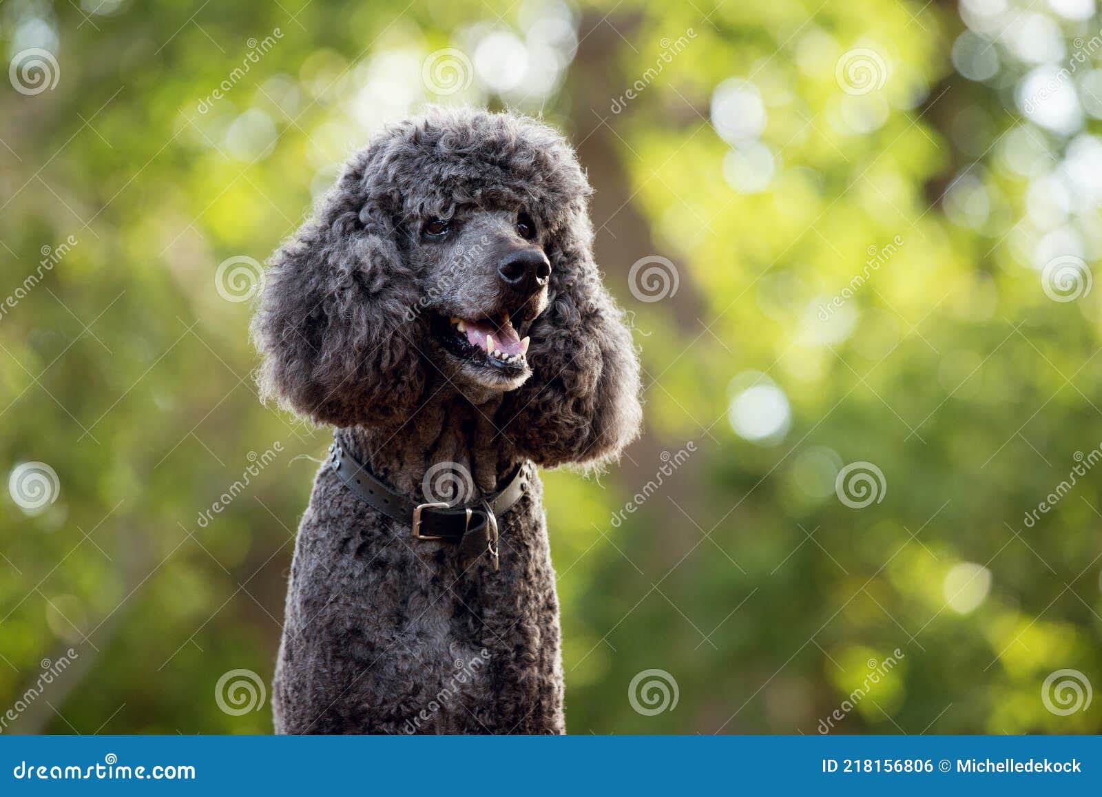 Un Perro French Poodle Negro En Bosque Foto de archivo - Imagen de casta, negro: 218156806