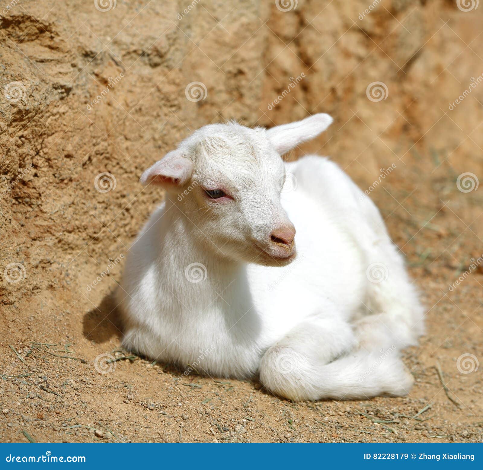 Un Agneau Mignon De Bebe Image Stock Image Du Cheri