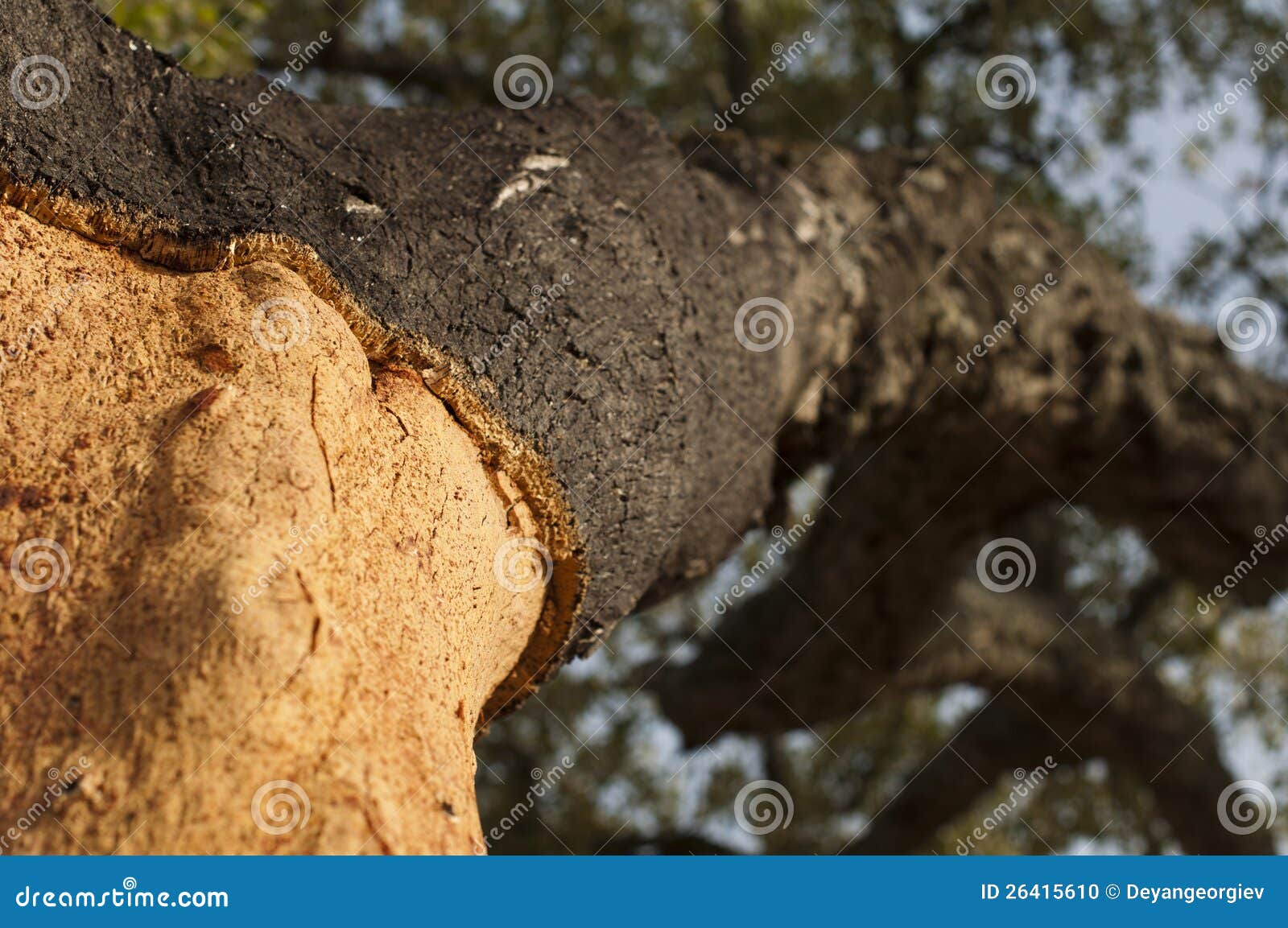 Un albero di corkwood. Speci del Commiphora.