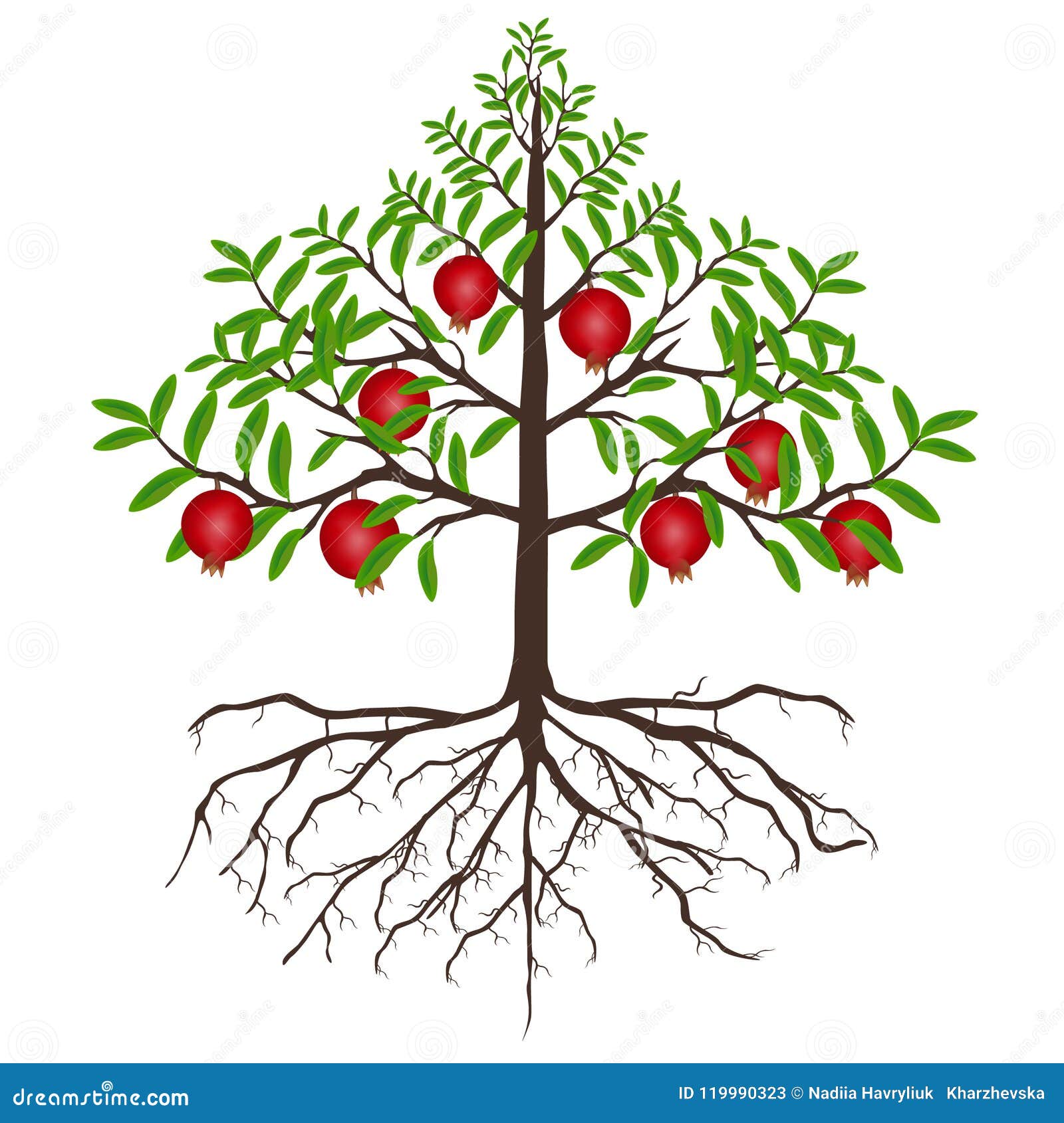 photo Albero Melograno Disegno https it dreamstime com un albero di melograno con i frutti e radici su fondo bianco image119990323
