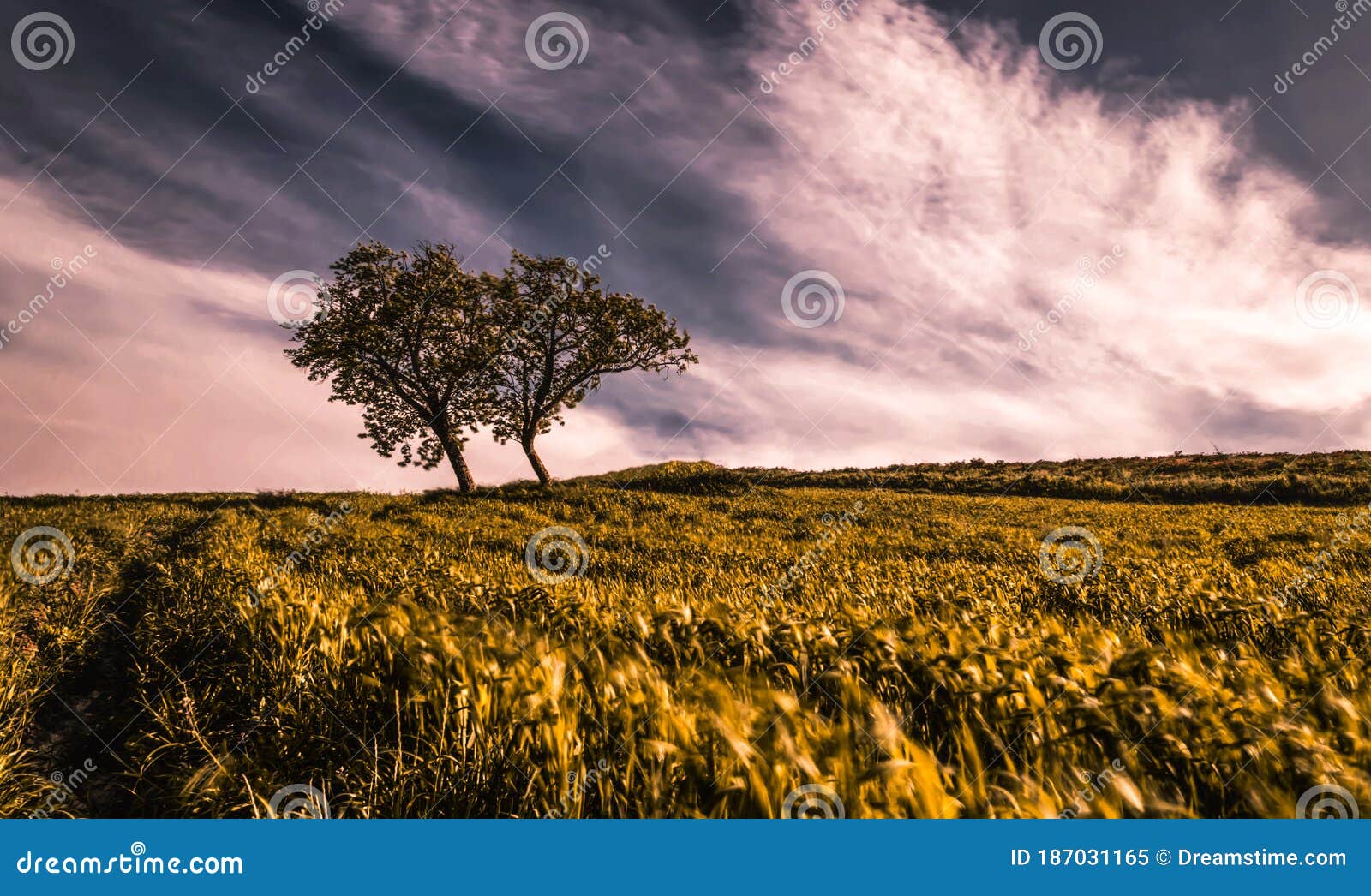 lonely tree in the presence of cloudy sky
