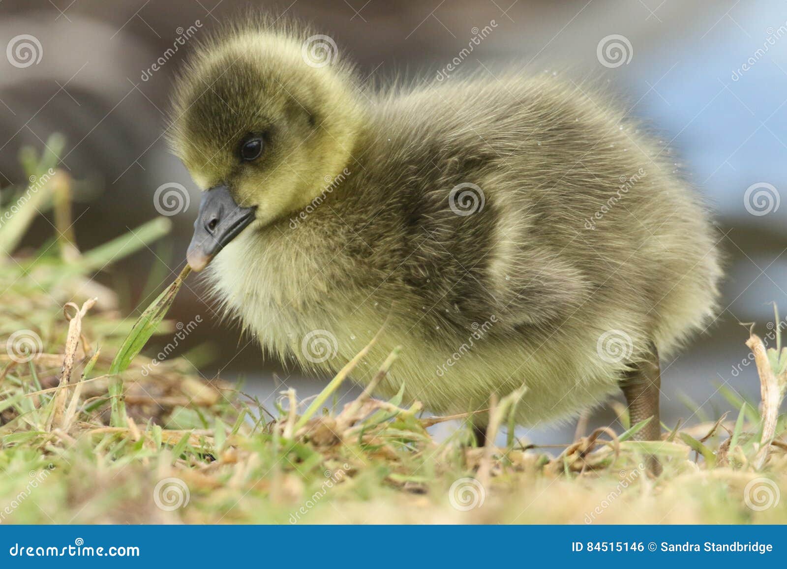 Un Anser Mignon D Anser D Oison D Oie Cendree De Bebe Photo Stock Image Du Faune Rester Un Anser Mignon D Anser D Oison D Oie Cendree De Bebe Photo Stock Image Du Faune Rester
