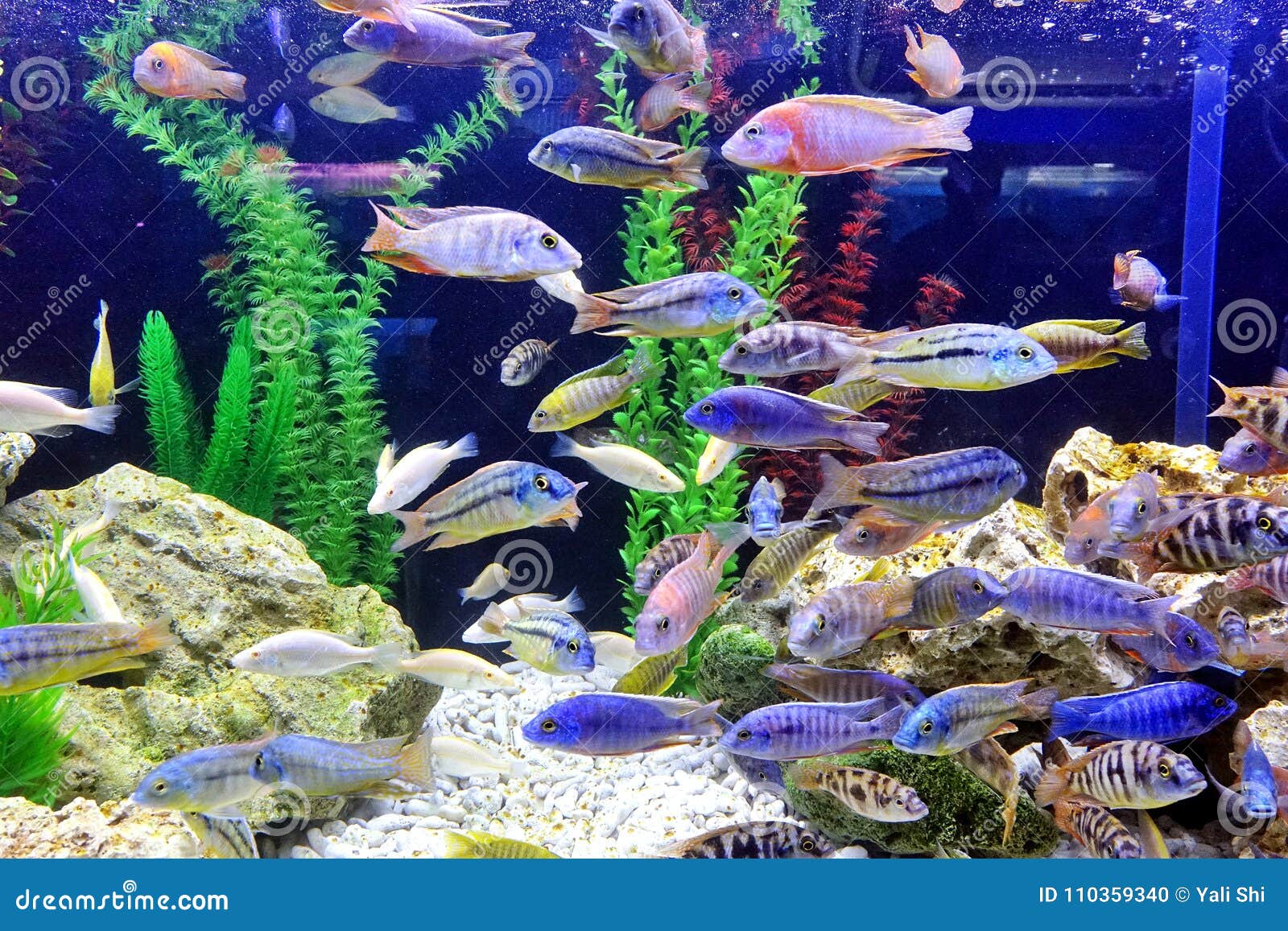 Un Aquarium Avec Les Poissons Tropicaux Colorés Photo stock - Image du  conteneur, tropical: 110359340