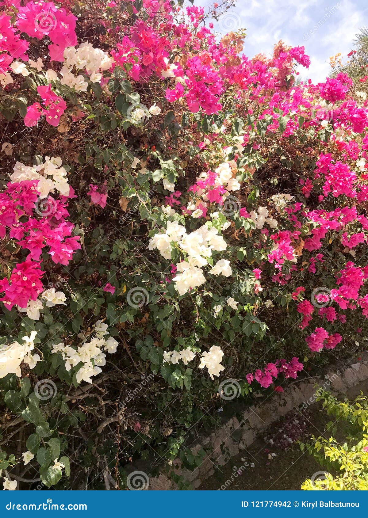 Un Arbusto Enorme Hermoso Grande, Una Planta Tropical Exótica Con Las Flores  Blancas Y Púrpuras, Rosadas Con Los Pétalos Delicado Foto de archivo -  Imagen de manojo, flor: 121774942