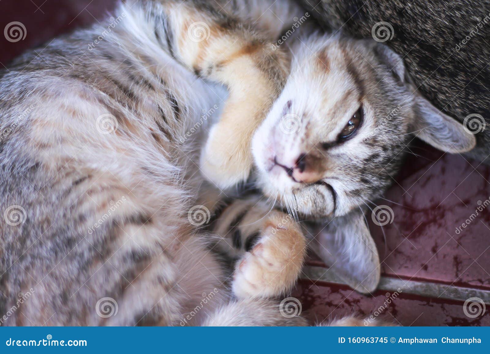 Un Bebe Chat Endormi Sur Le Sol Animal A L Arriere Plan Image Stock Image Du Asie Heureux