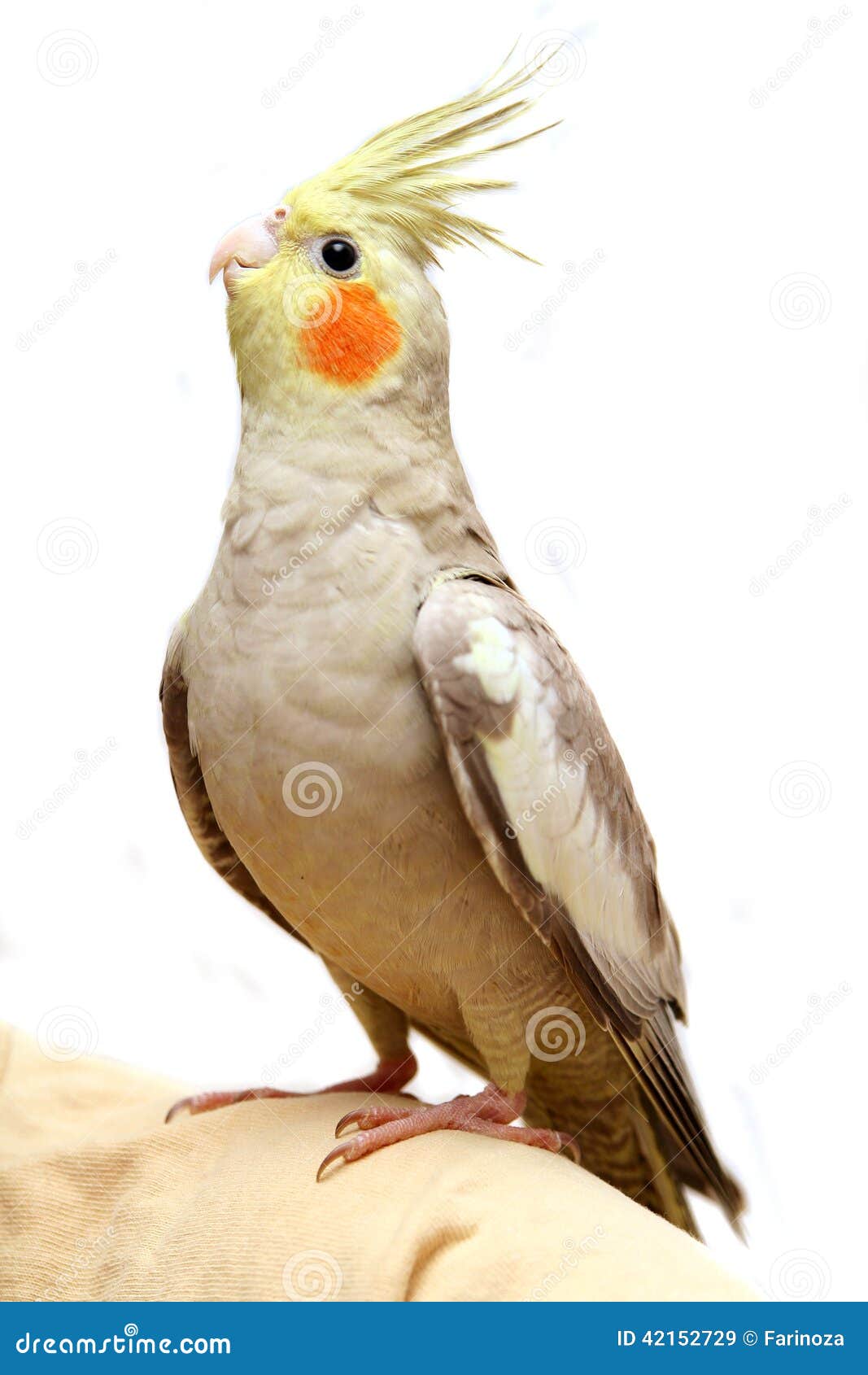 Un Bebe De Perruche De Cockatiel Image Stock Image Du Commencez Laid