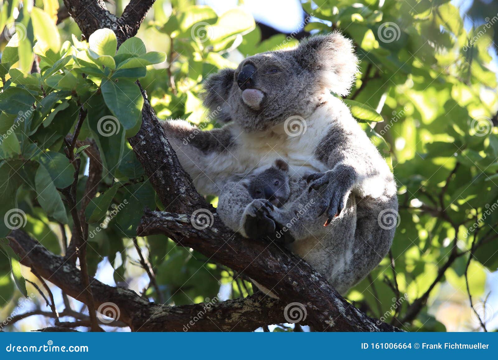 Un Bebe Koala Et Sa Mere Assis Dans Un Gommier Sur L Ile Magnetique Australie Photo Stock Image Du Emissions Ile