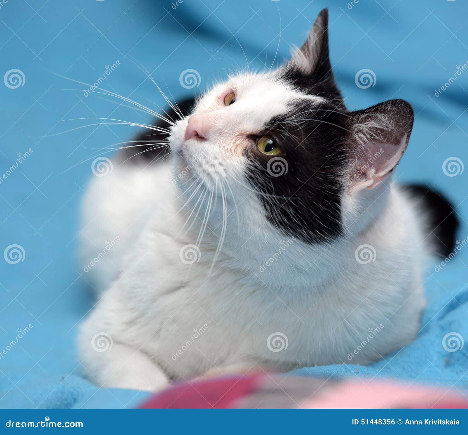 Un Beau Chat Noir Et Blanc Photo Stock Image Du Oreille