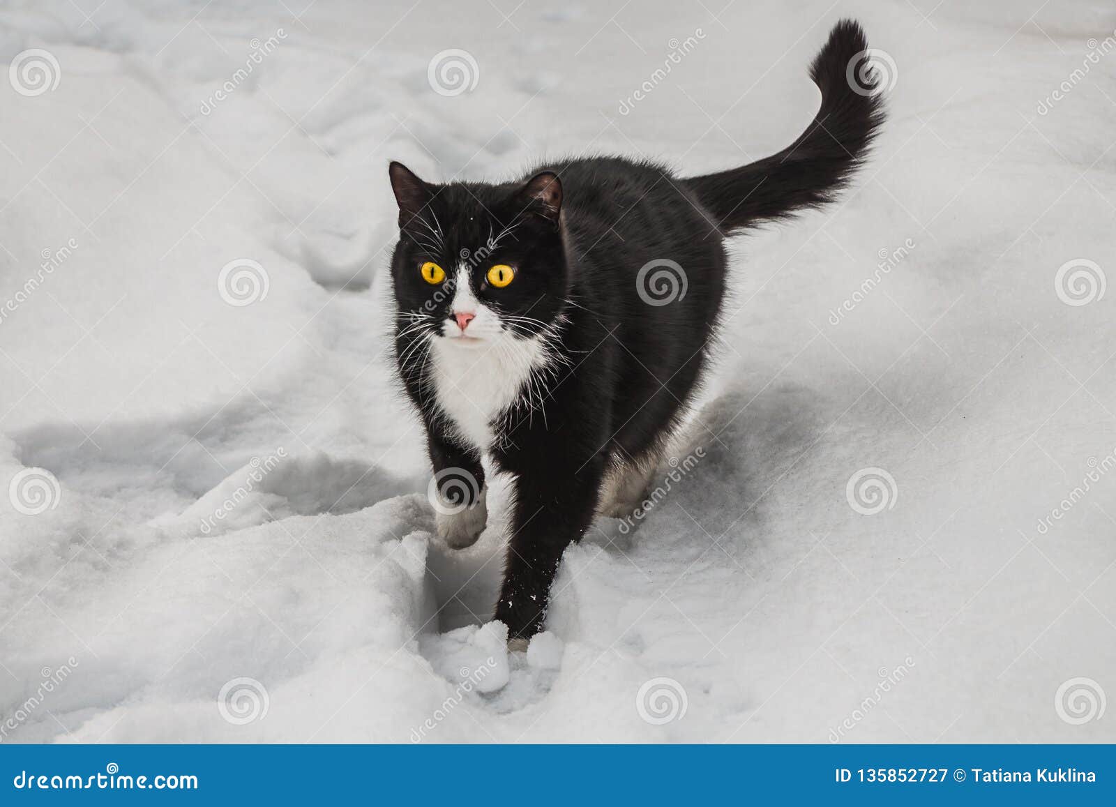 Un Beau Chat Noir Et Blanc Avec De Grands Yeux Jaunes Lumineux Et Nez Rose Mange De Sa Nourriture Seche Brune Sur Un Fond Blanc D Image Stock Image Du Beau Un Beau Chat Noir Et Blanc Avec De Grands Yeux Jaunes Lumineux Et Nez Rose Mange De Sa Nourriture Seche Brune Sur Un Fond Blanc D Image Stock Image Du Beau