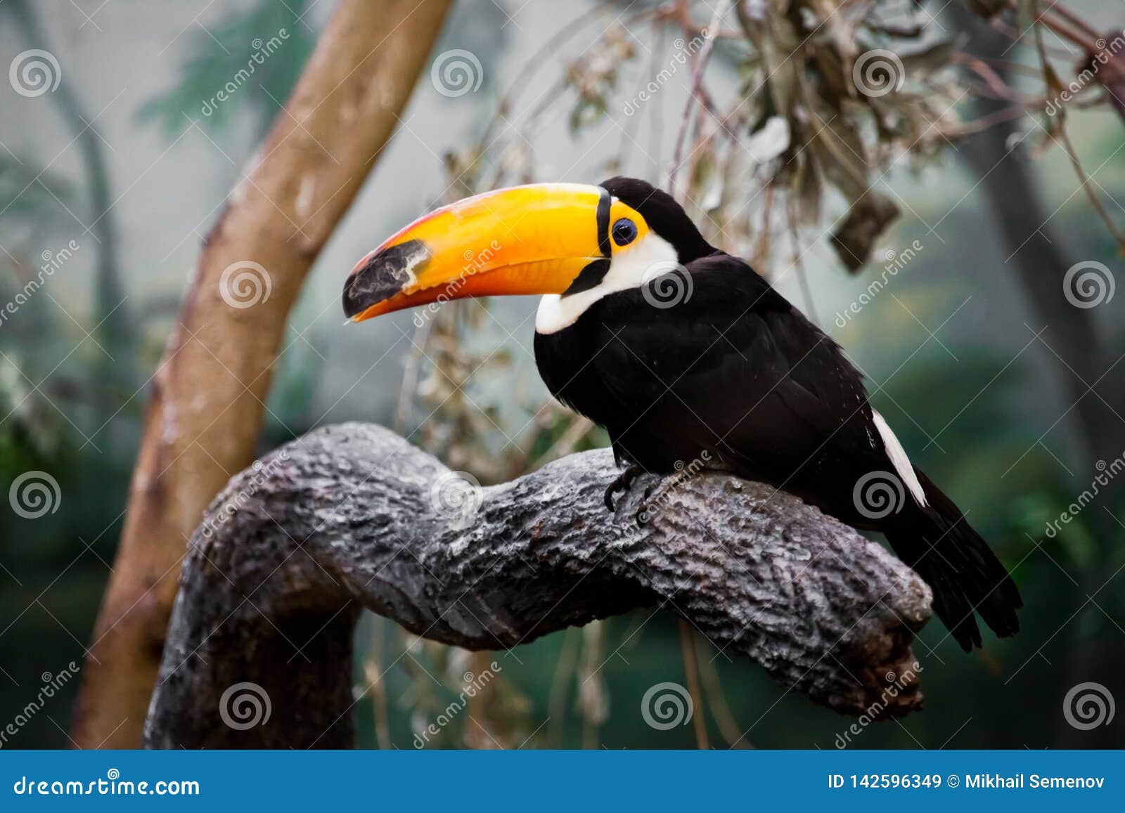 Un Beau Et Drôle Oiseau Tropical De Toucan Avec Un Bec Jaune