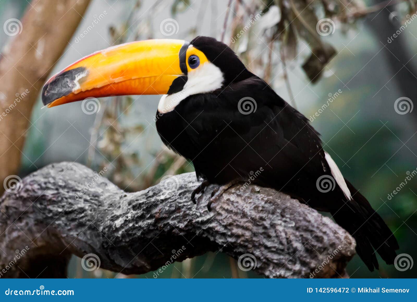 Un Beau Et Drôle Oiseau Tropical De Toucan Avec Un Bec Jaune
