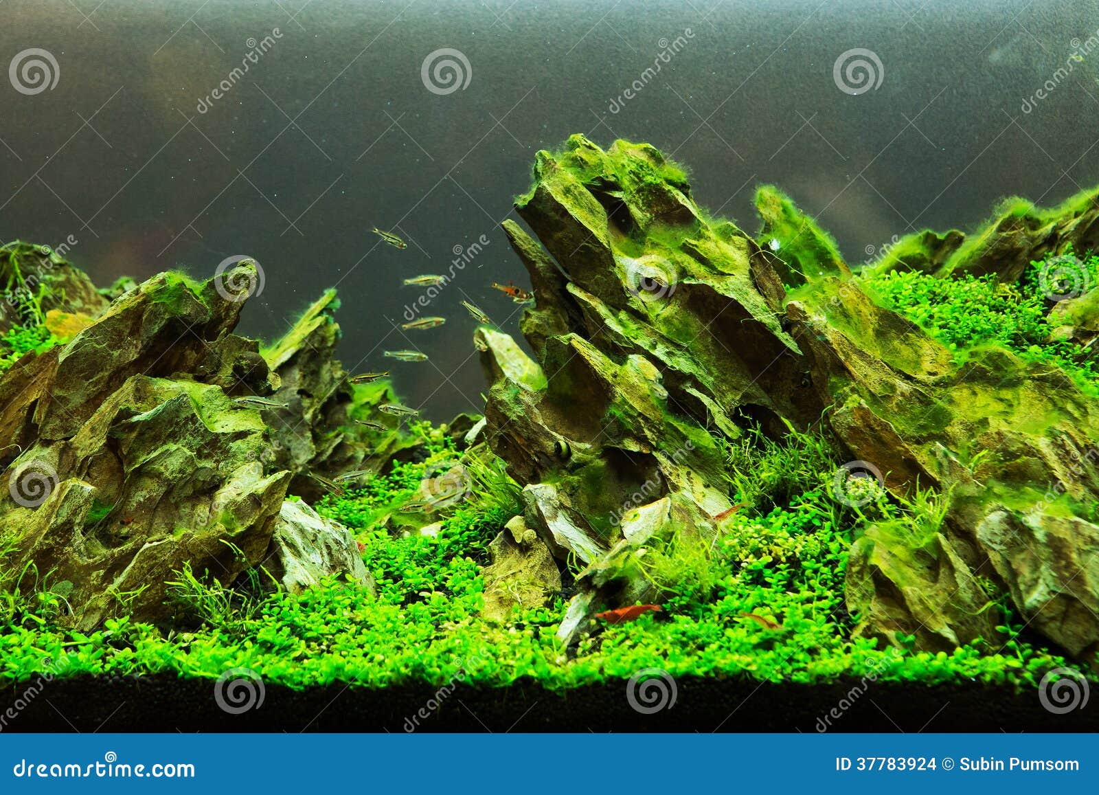Un bel aquarium vert photo stock. Image du aqua, frais 37783924