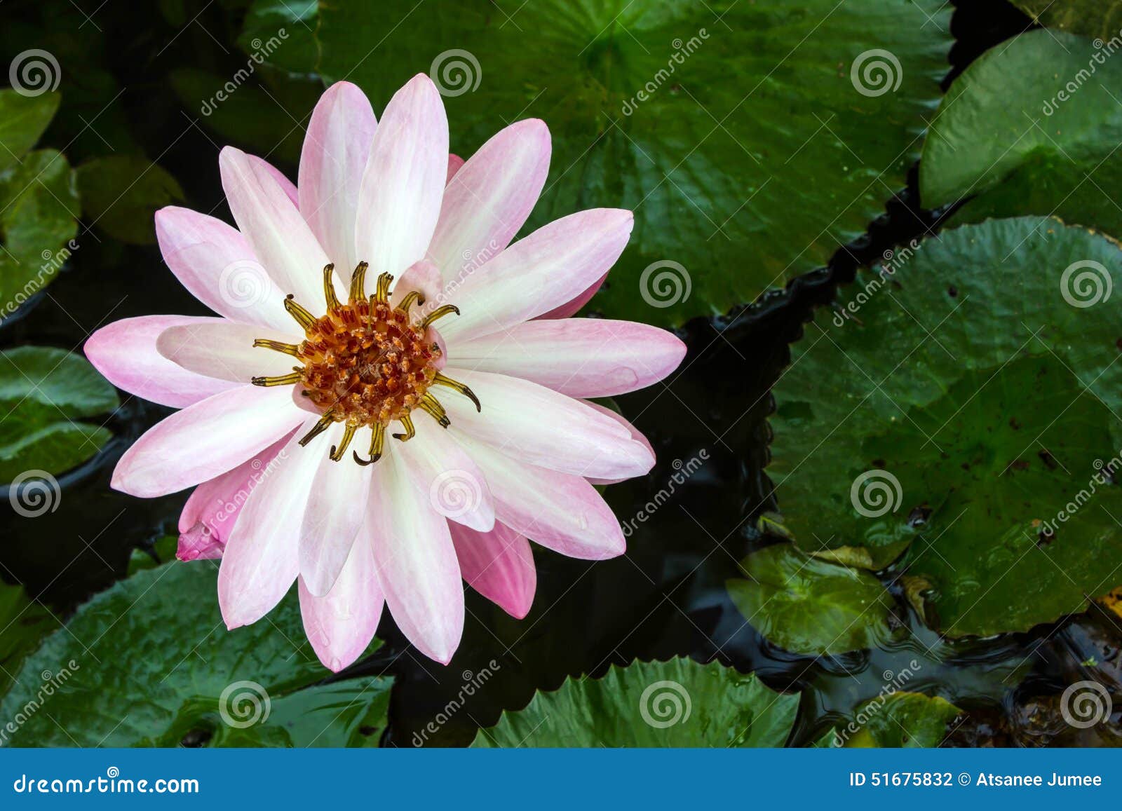 Un bello fiore bianco di loto o della ninfea in stagno