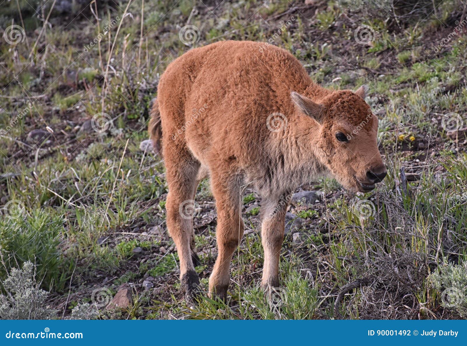 Un Bison De Bebe Photo Stock Image Du Bancal Buffle