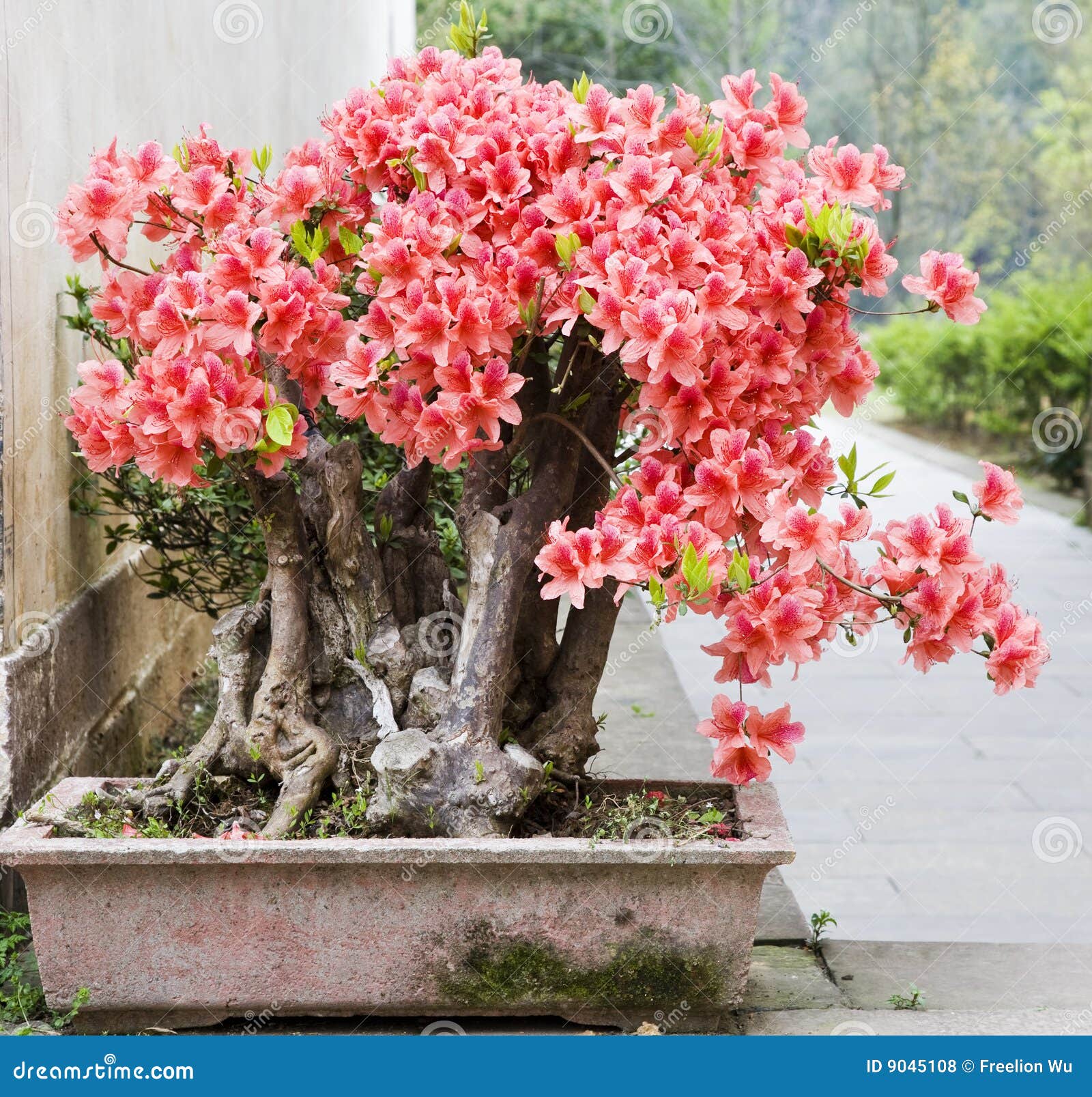 Un bonsai de flores foto de archivo. Imagen de planta - 9045108