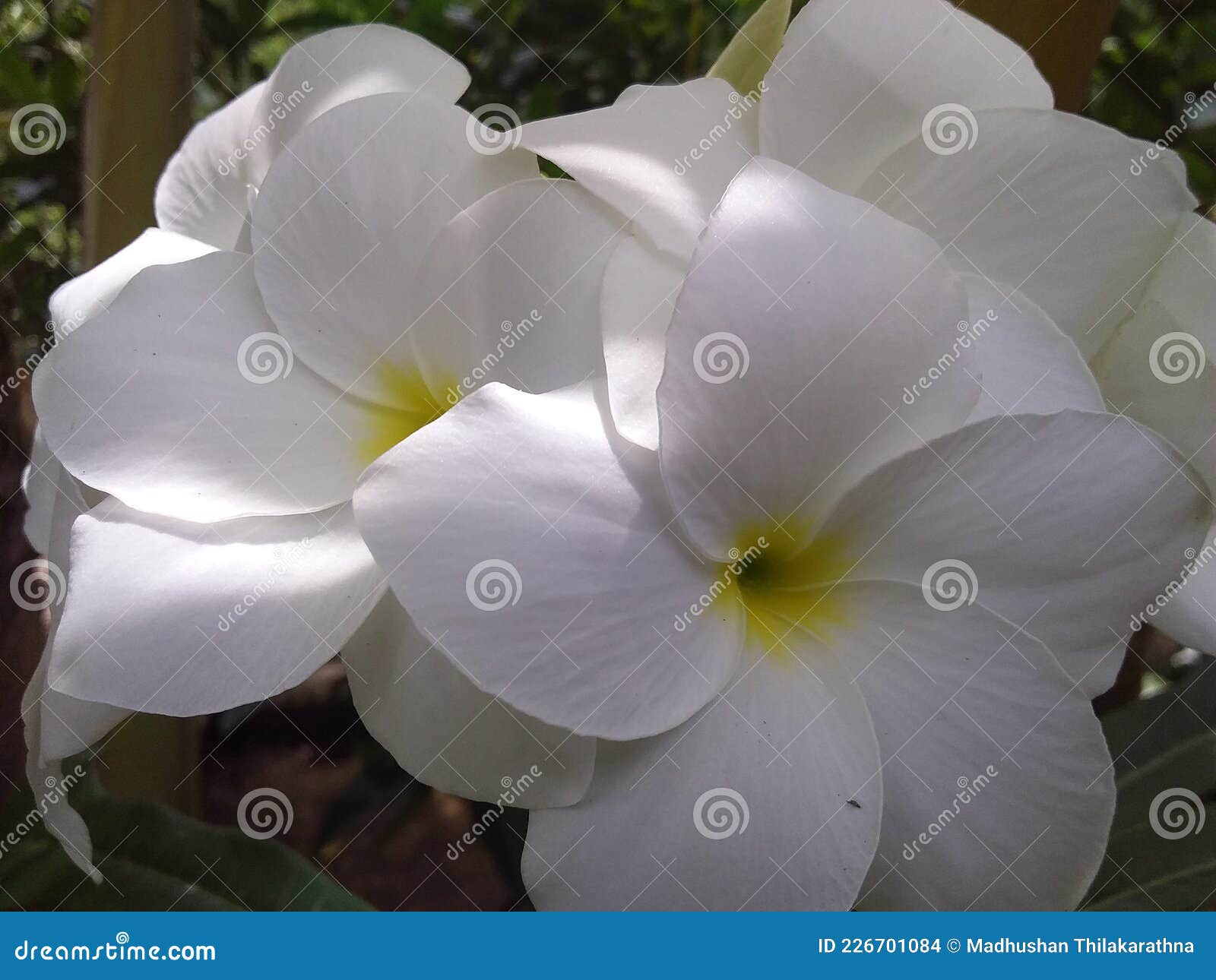 Un Bouquet De Fleur De Temple De Couleur Blanche Photo stock - Image du  beauté, tulipe: 226701084