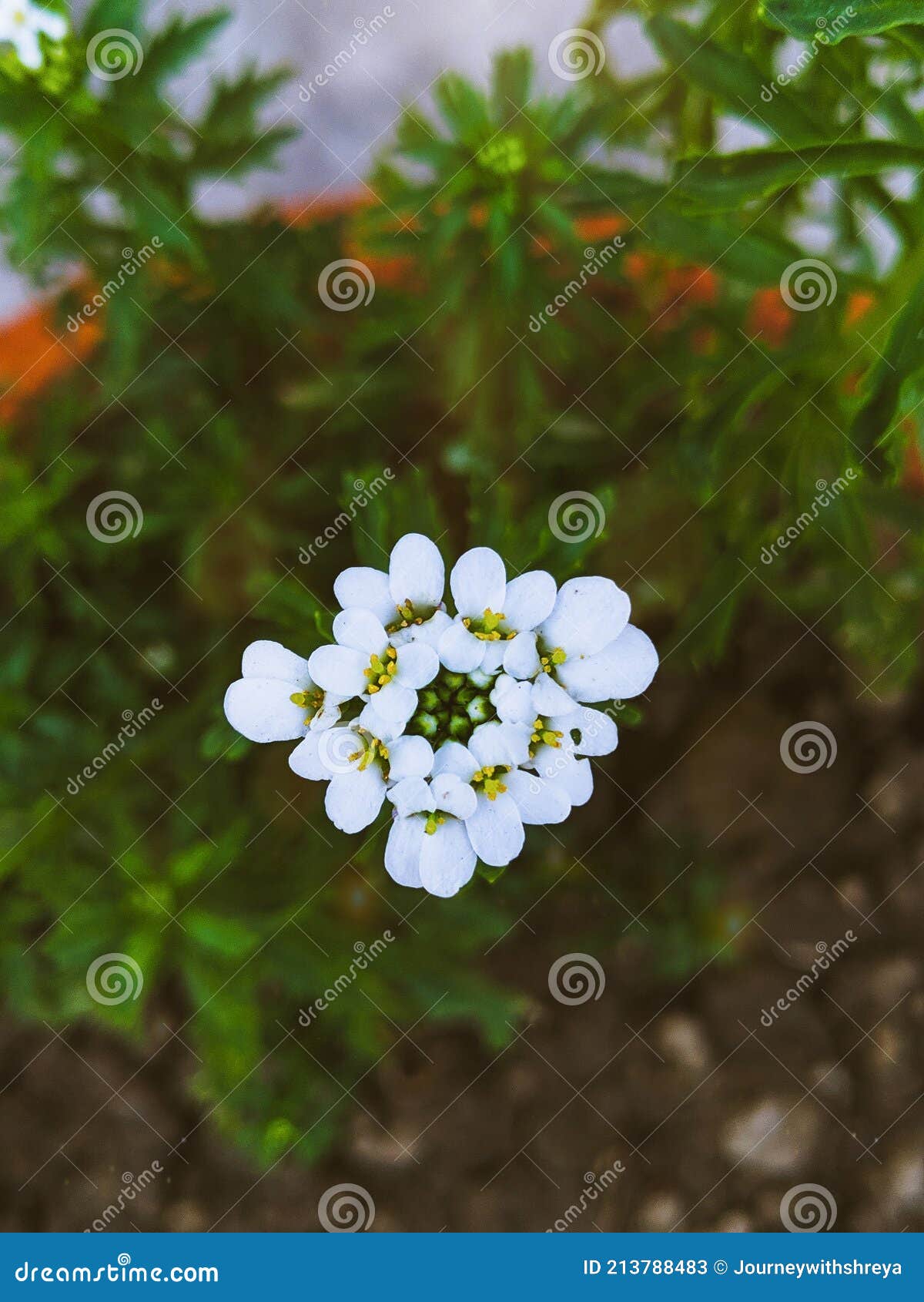 Une Fleur De Verveine Blanche Fleurit Dans Le Jardin . Gen Image stock -  Image du nombreux, moisson: 213788483