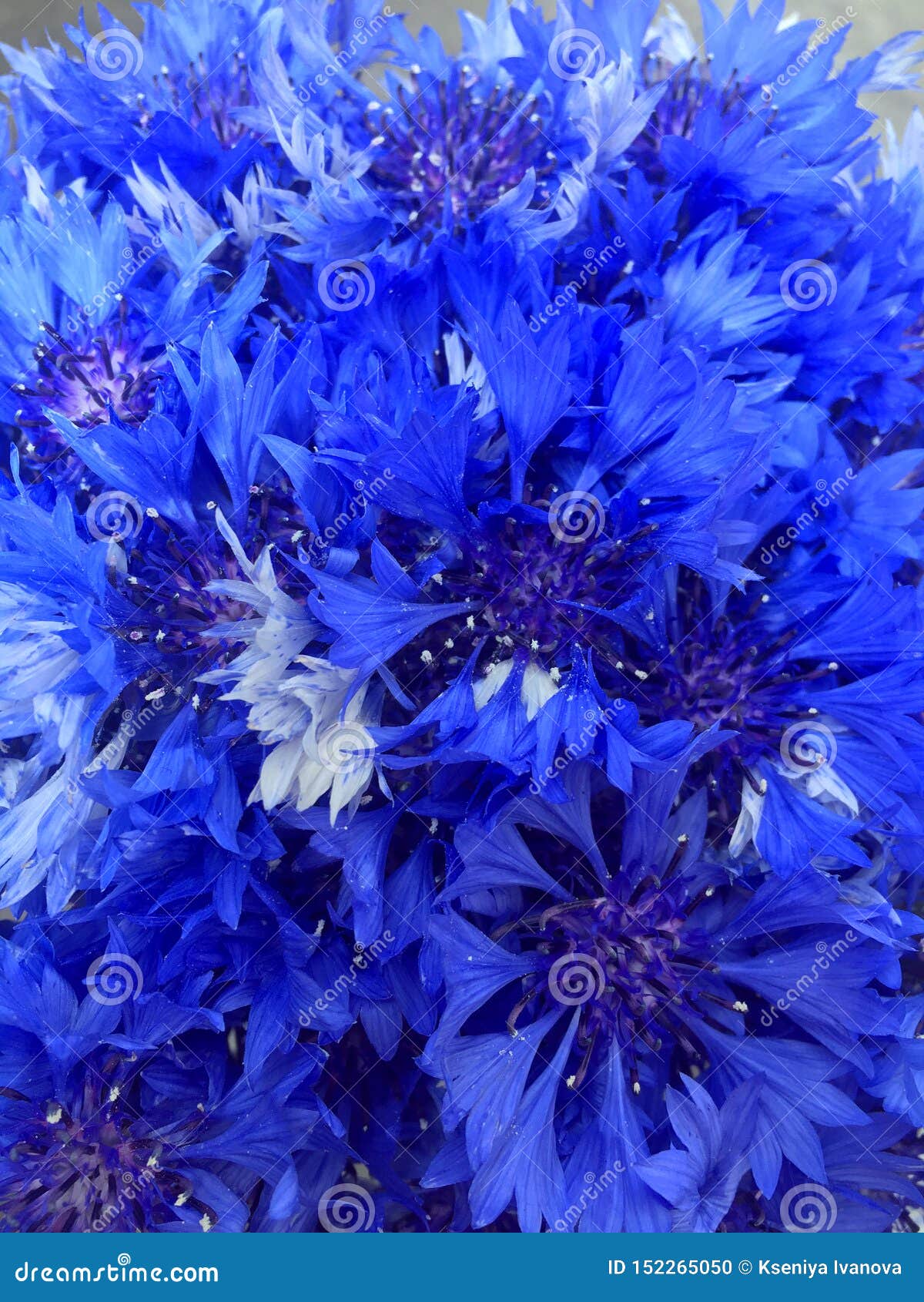 Un Bouquet Des Fleurs Bleues De Centaurée Sur Le Contexte Bleu Fleurs  Sauvages Saisonnières De Bluet Belle Fleur Sauvage De Bluet Photo stock -  Image du fond, cardeur: 152265050