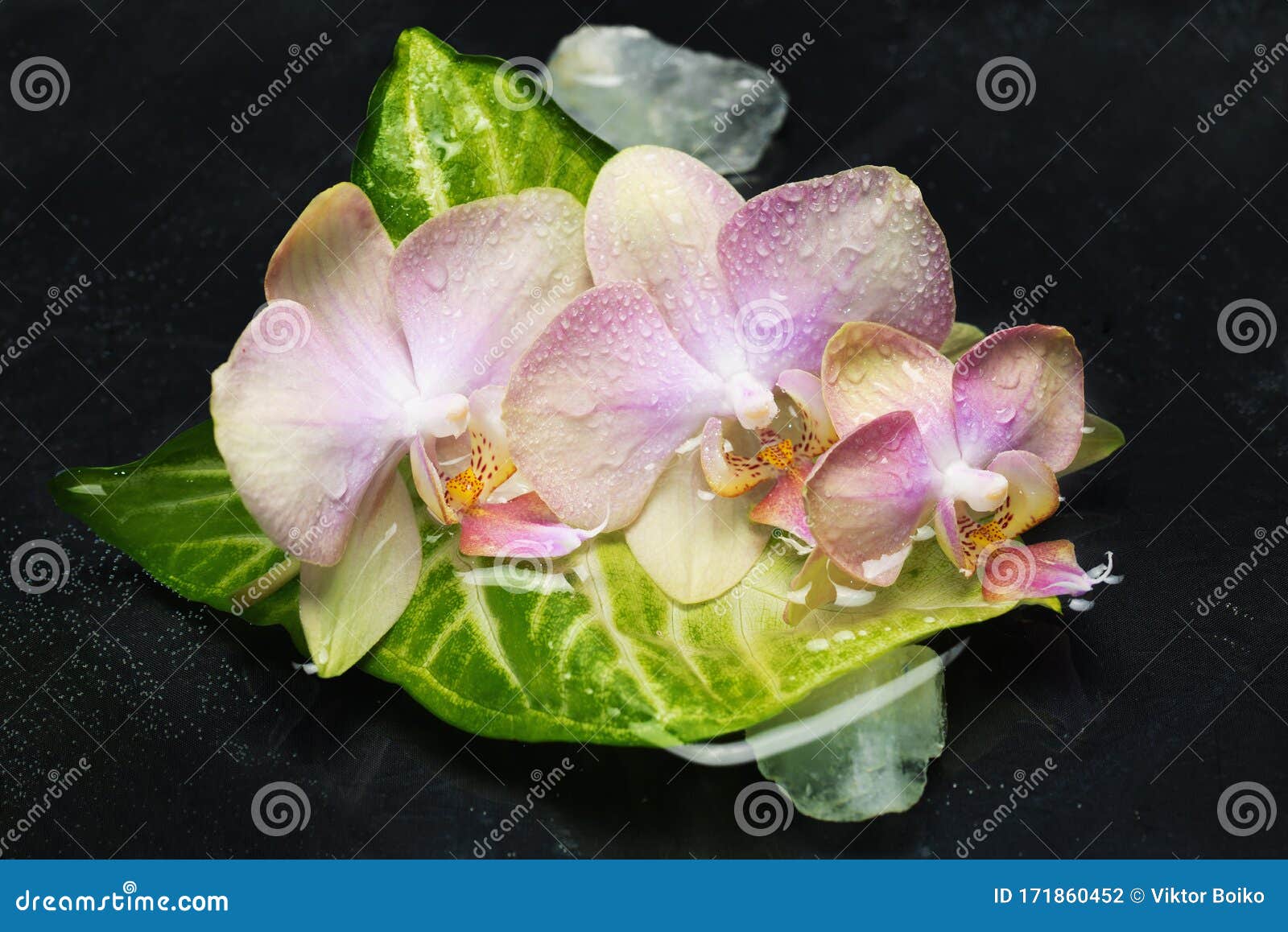 Un Brote De Flores Delicadas De La Orquídea Falaenopsis Foto de archivo -  Imagen de negro, relaje: 171860452