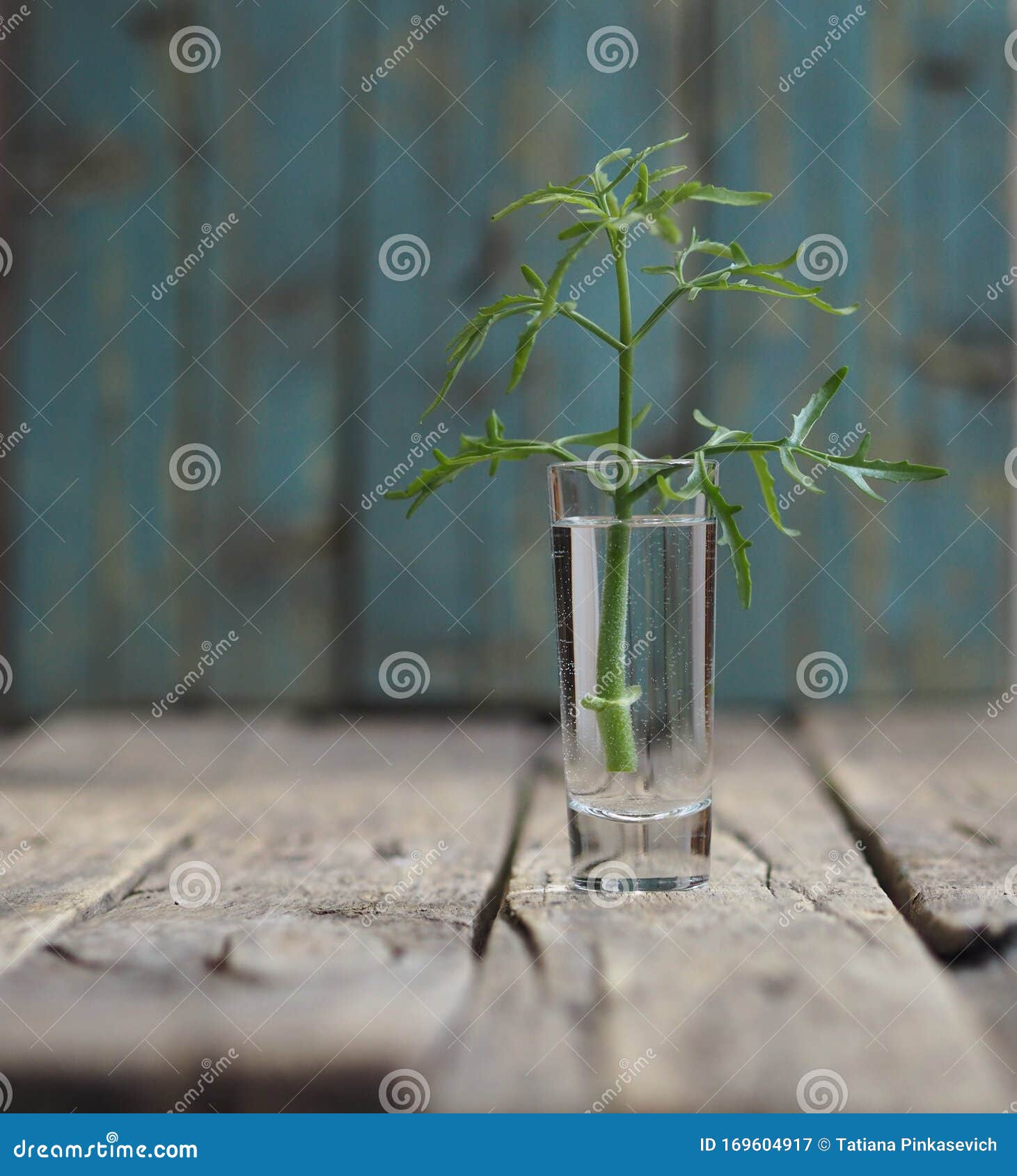 Un Brote Verde De Una Planta De Geranio Se Para En Un Vaso Con Agua Para  Sembrar Raíces Antecedentes Antiguos De Madera El Concep Imagen de archivo  - Imagen de anaranjado, limpio: