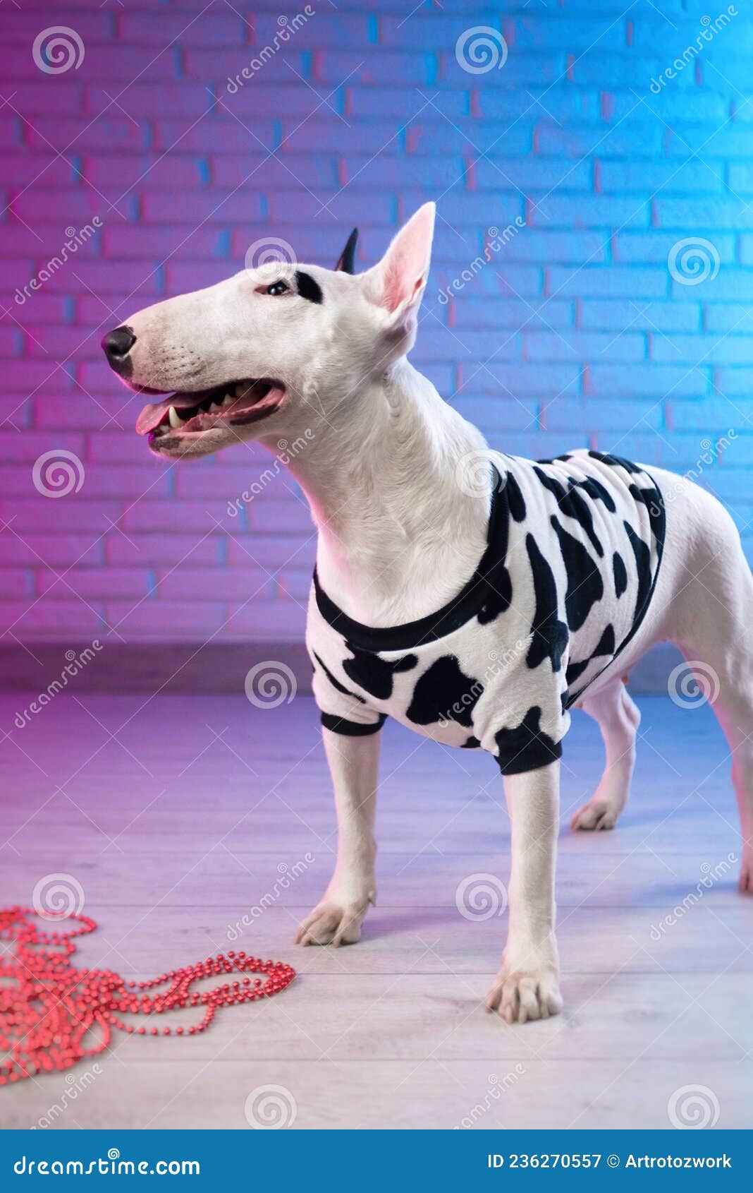 Un Bull Terrier Blanco Vestido Ropas De Perro Vistas Contra Una Pared De Ladrillo En Tonos Rosa Y Azul Neón Imagen de archivo - Imagen de estudio, aterrador: 236270557
