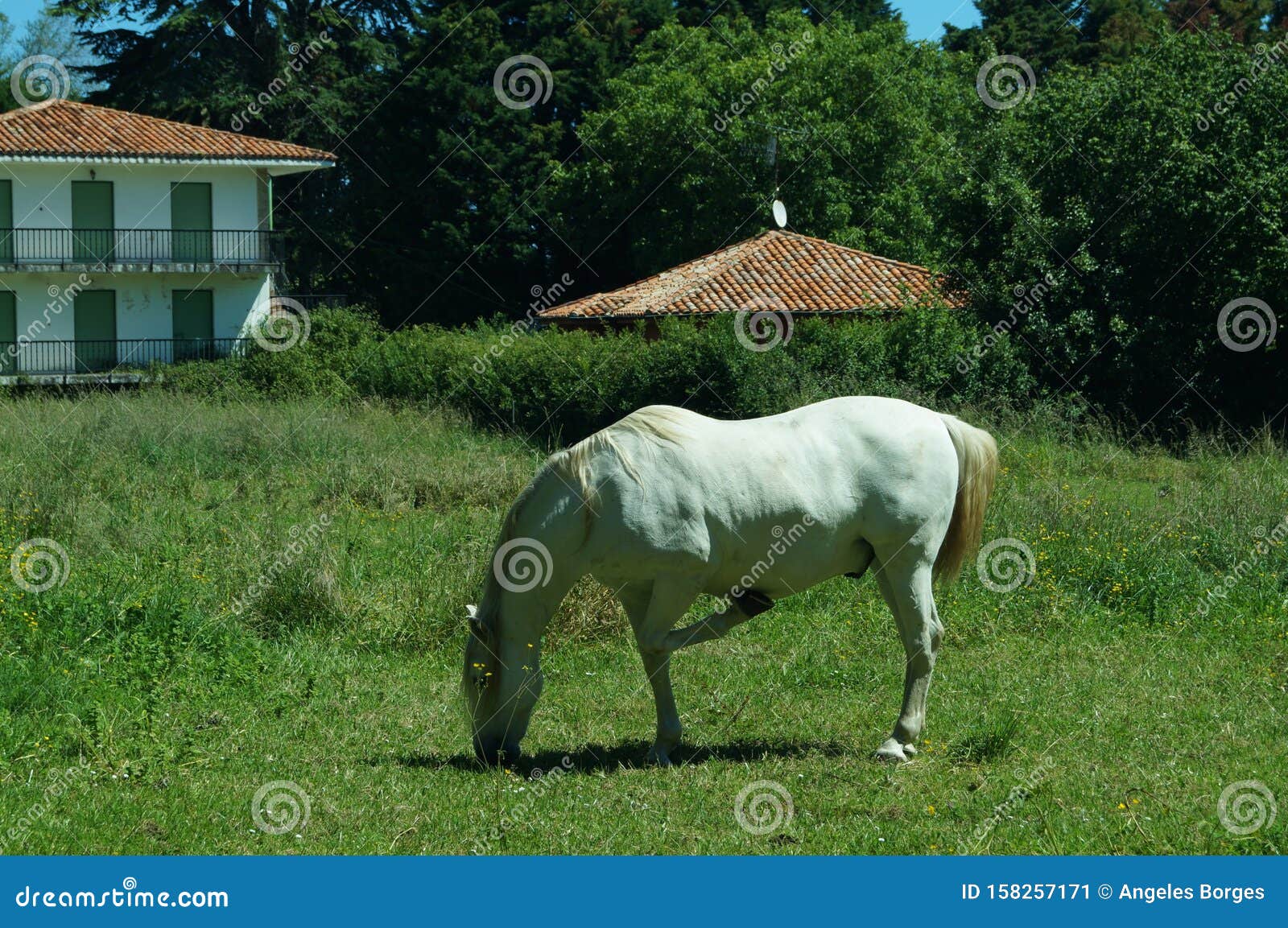 un caballo blanco pastando en el campo