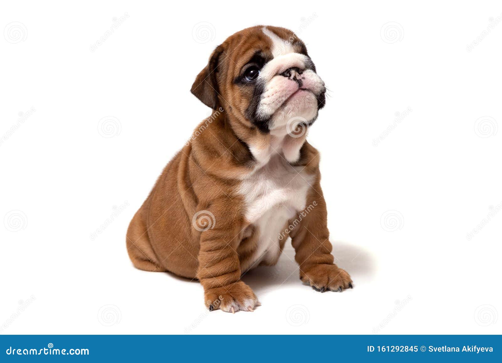 Um Buldogue Inglês Disfarçado De Irmã Cristã Foto de Stock