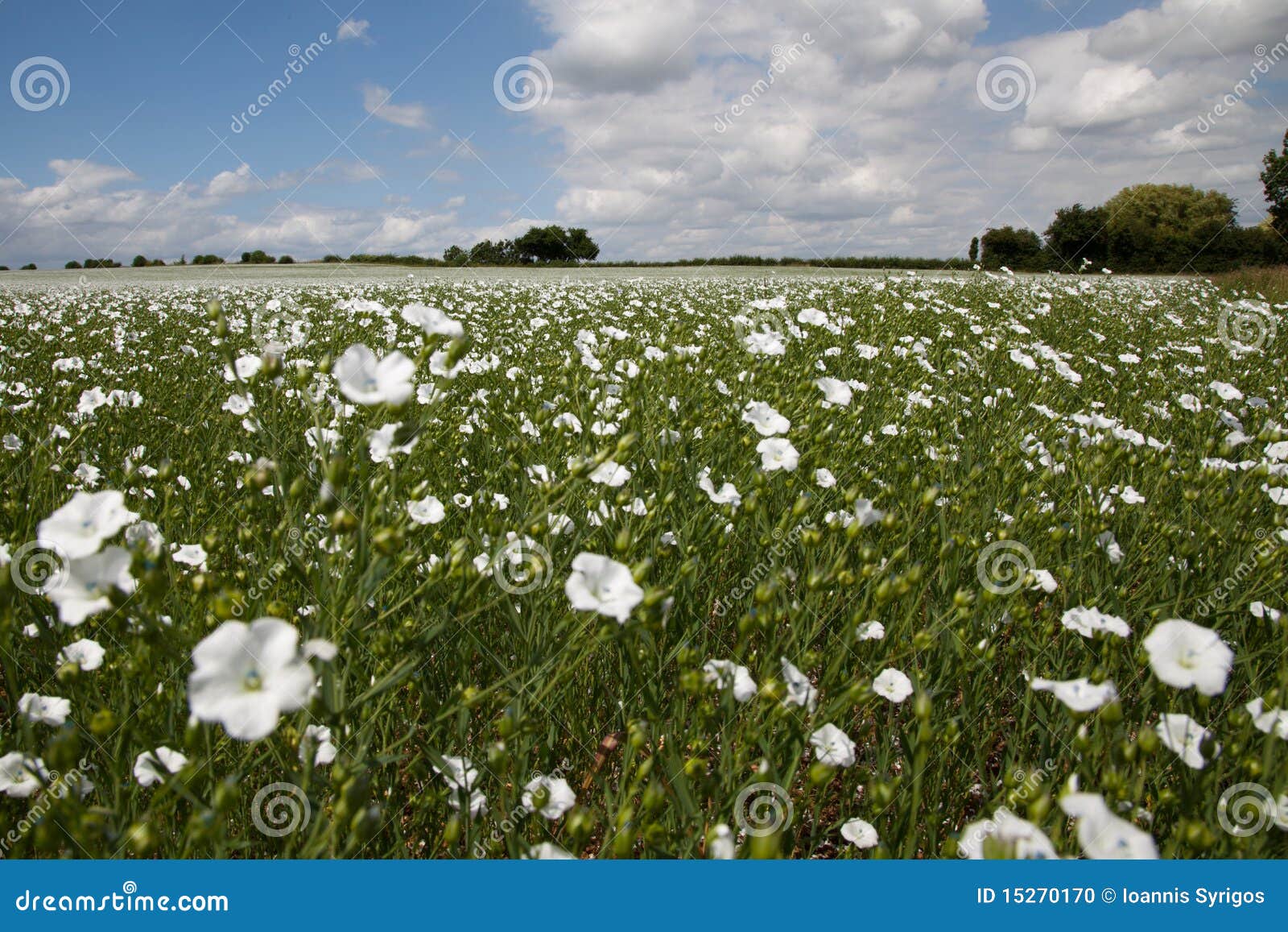 Un Campo De Las Flores Blancas Foto de archivo - Imagen de travieso, pasto:  15270170