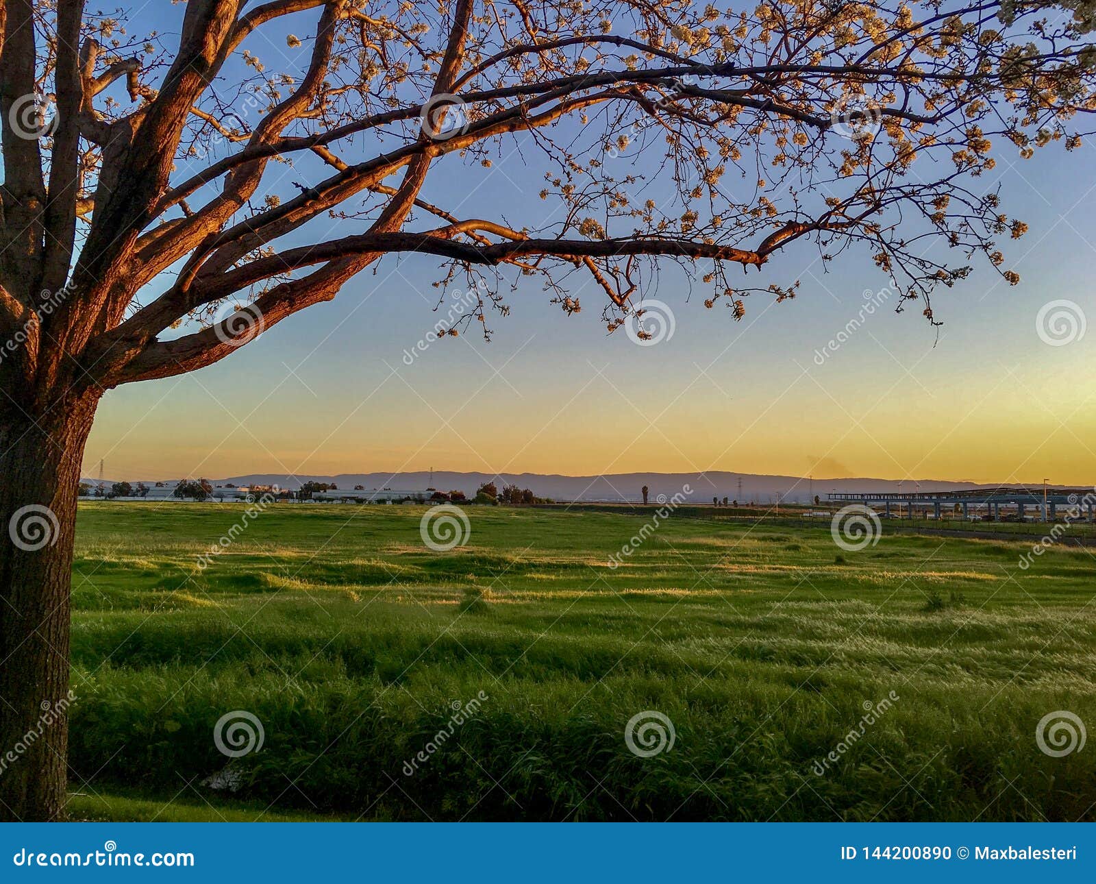 Un campo erboso al tramonto in California. Un campo erboso al tramonto nel San Francisco Bay Area California