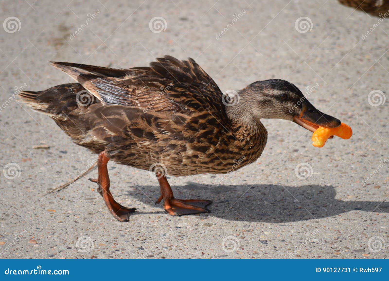 Un Canard Mangeant Une Puce Image Stock Image Du Femelle Manger Un Canard Mangeant Une Puce Image Stock Image Du Femelle Manger