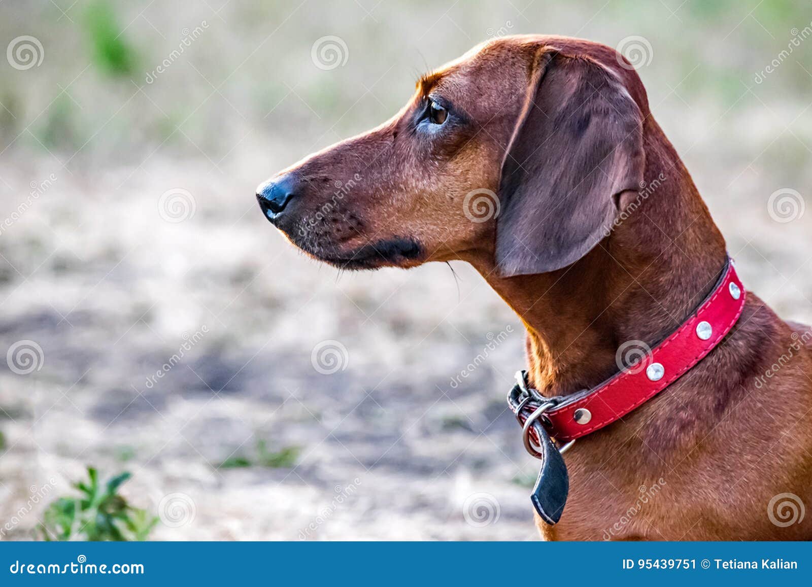 Un Cane Del Bassotto Tedesco Di Caccia Che Si Siede Su Una Radura Di