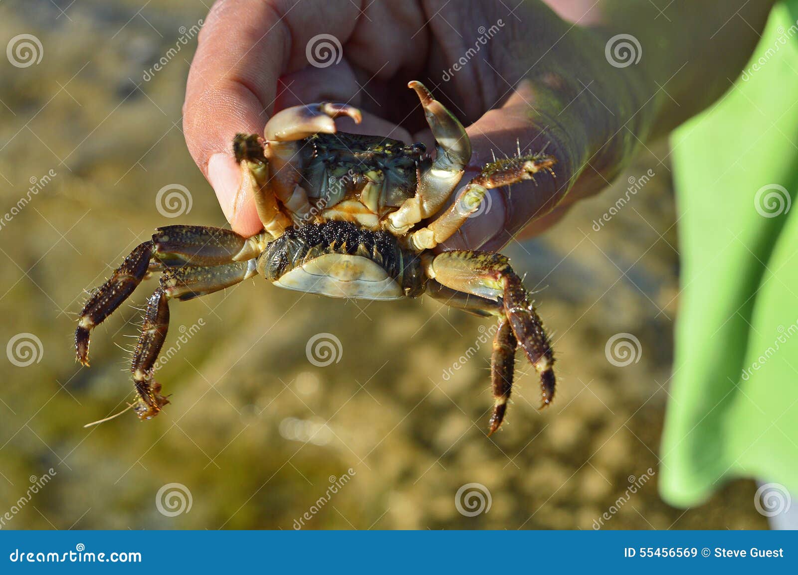Un Cangrejo Embarazada Con Los Huevos Imagen de archivo Imagen de