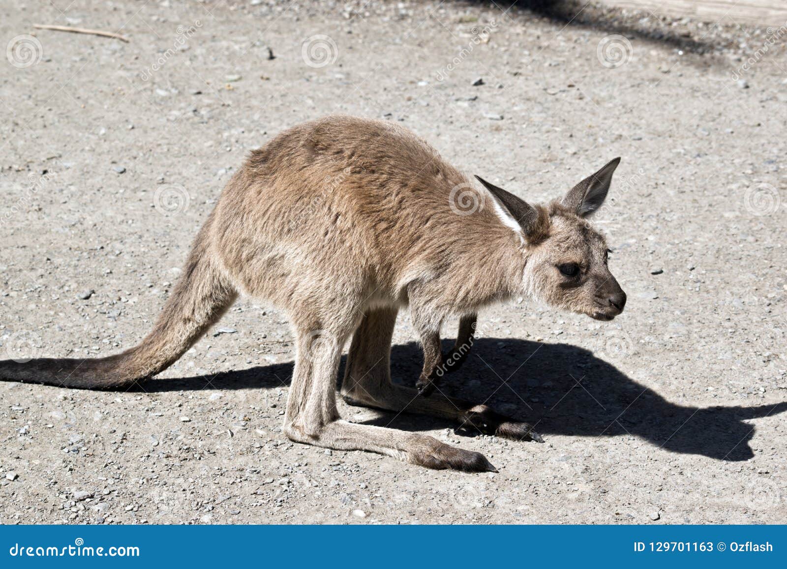 Un canguro del joey imagen de archivo. Imagen de australia 129701163