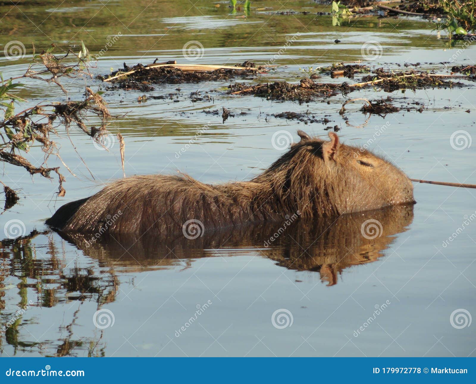 Un Capibara Nadando En Un Lago En Los Humedales De Ibera, Al Norte De  Argentina Foto de archivo - Imagen de americano, america: 179972778