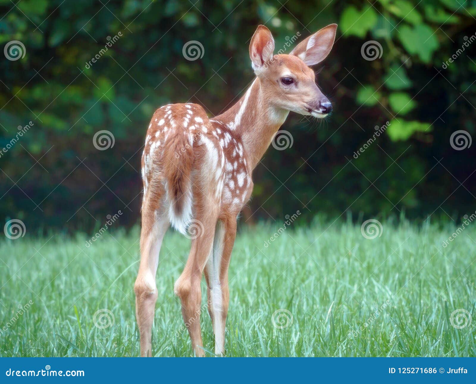 Un Cerf Commun Nouveau Ne De Bebe Dans Le Pre Par Une Foret Photo Stock Image Du Solitaire Seul Un Cerf Commun Nouveau Ne De Bebe Dans Le Pre Par Une Foret Photo Stock Image Du Solitaire Seul