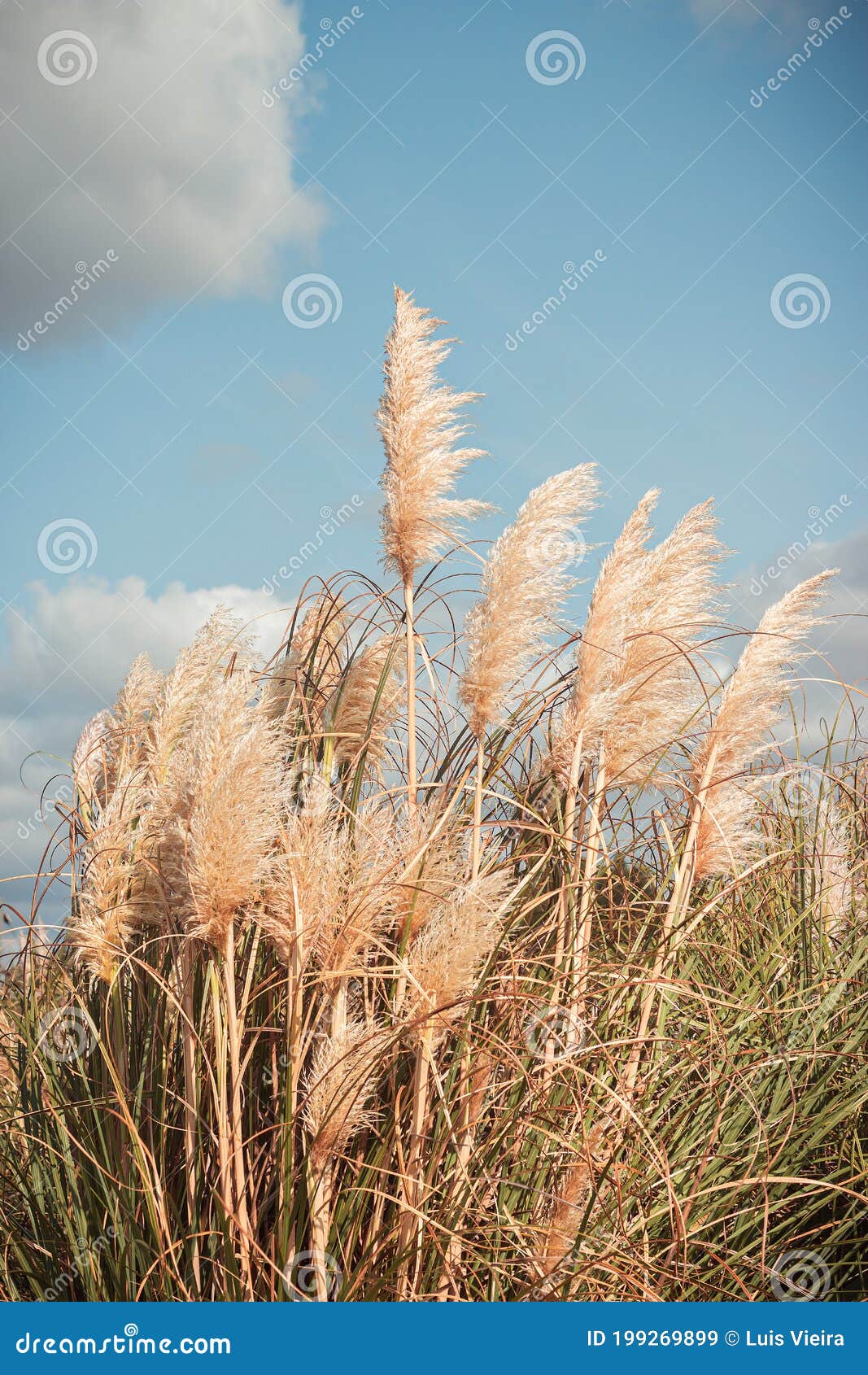 Un Champ D'herbe De La Pampa Image stock - Image du nuages, krasnodar:  199269899