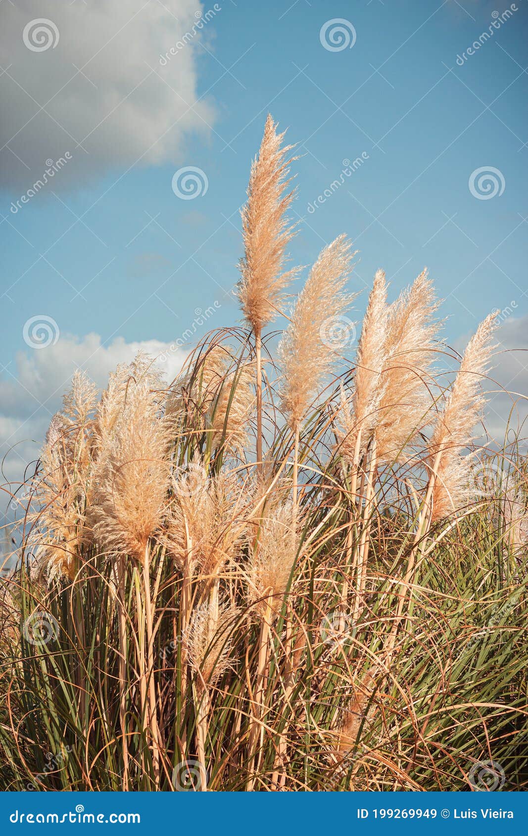 Un Champ D'herbe De La Pampa Image stock - Image du portugal, fleur:  199269949