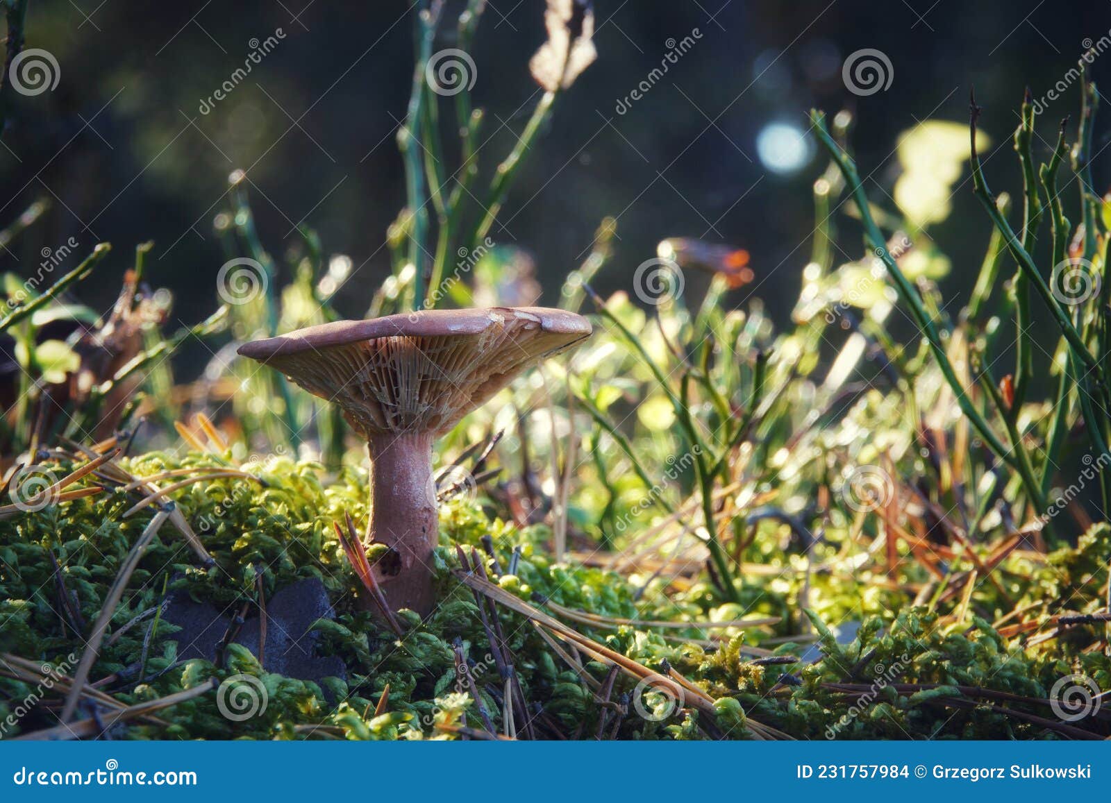 Un Champignon Qui Pousse Dans Un Plancher Forestier Photo stock Image du faune, champignon