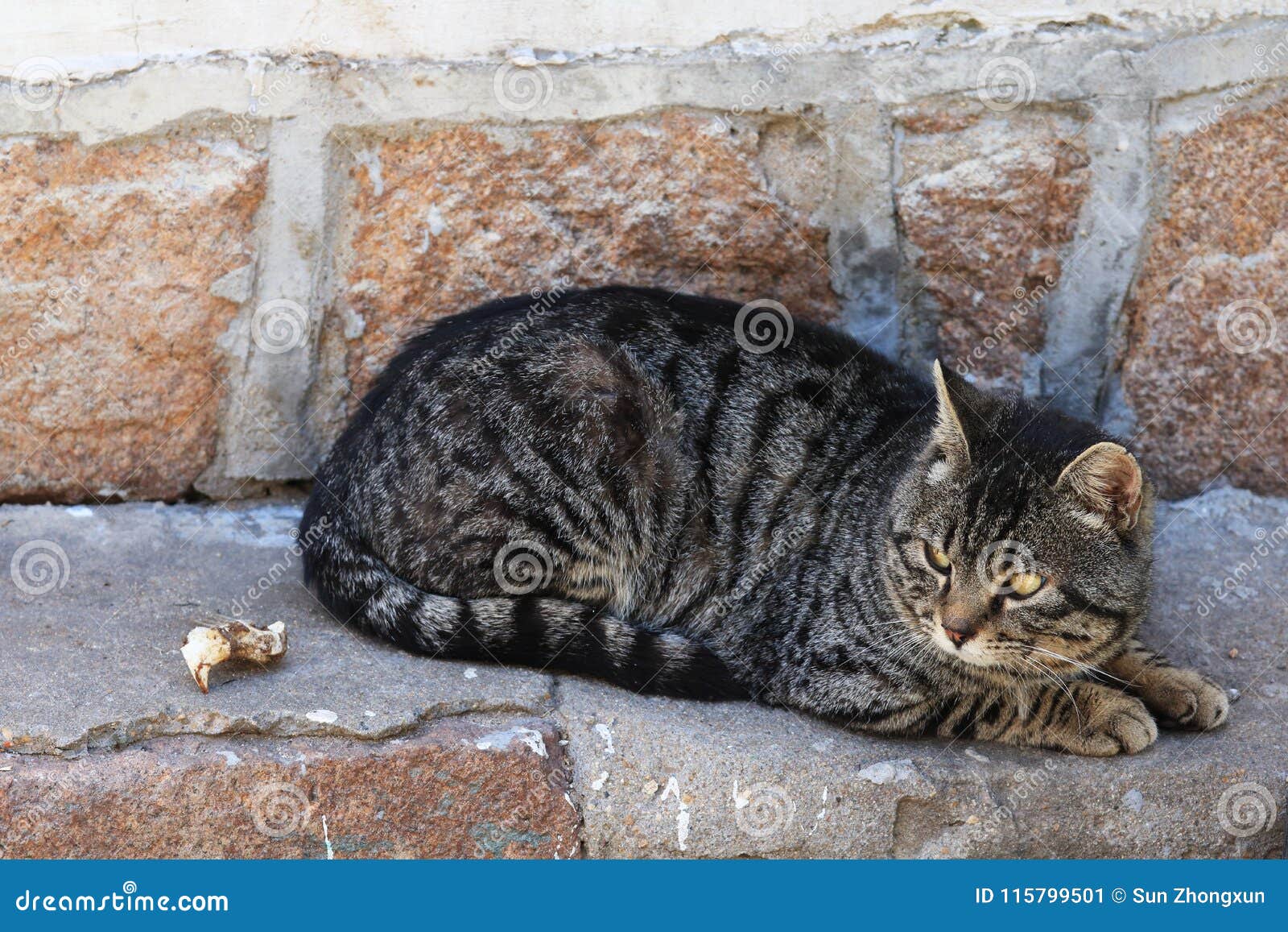Un Chat Affame Image Stock Image Du Monde Fuselages