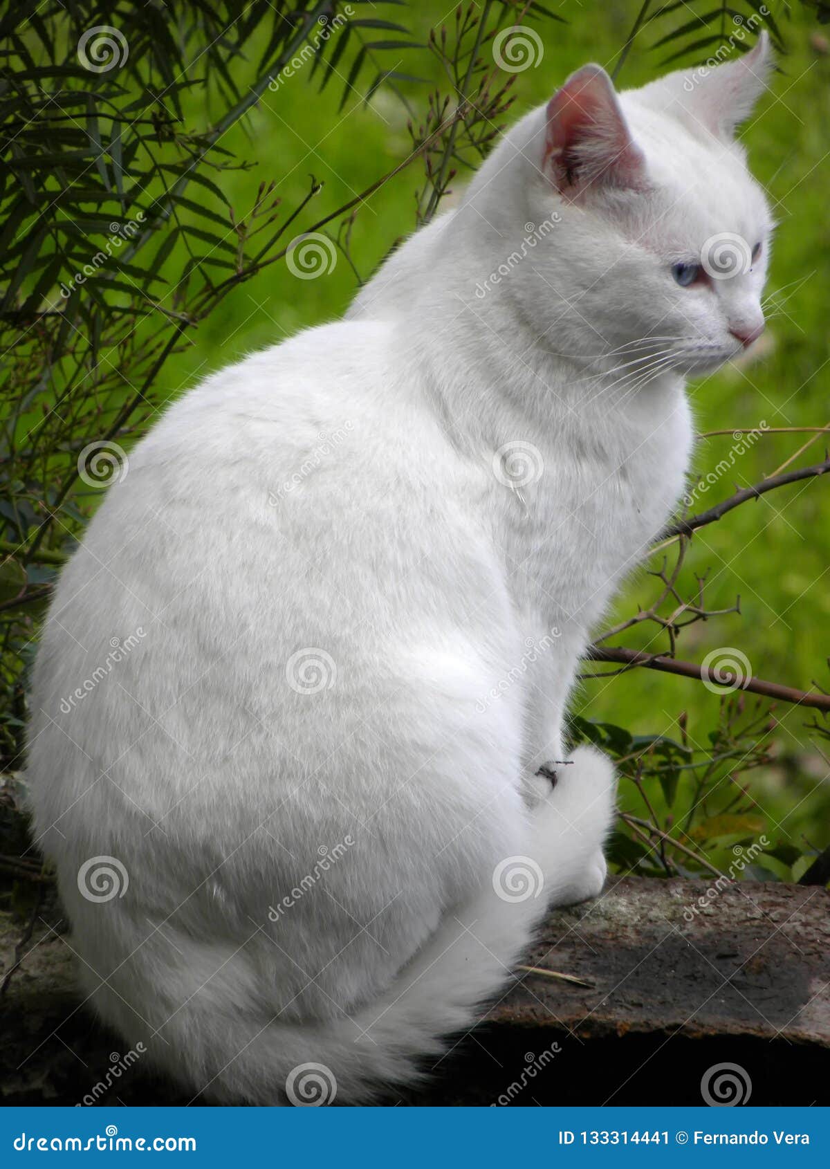 Bebe Chaton Blanc Yeux Bleu Get Images